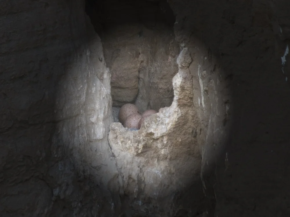 Eurasian Kestrel — Eurasian Kestrel Incubating
