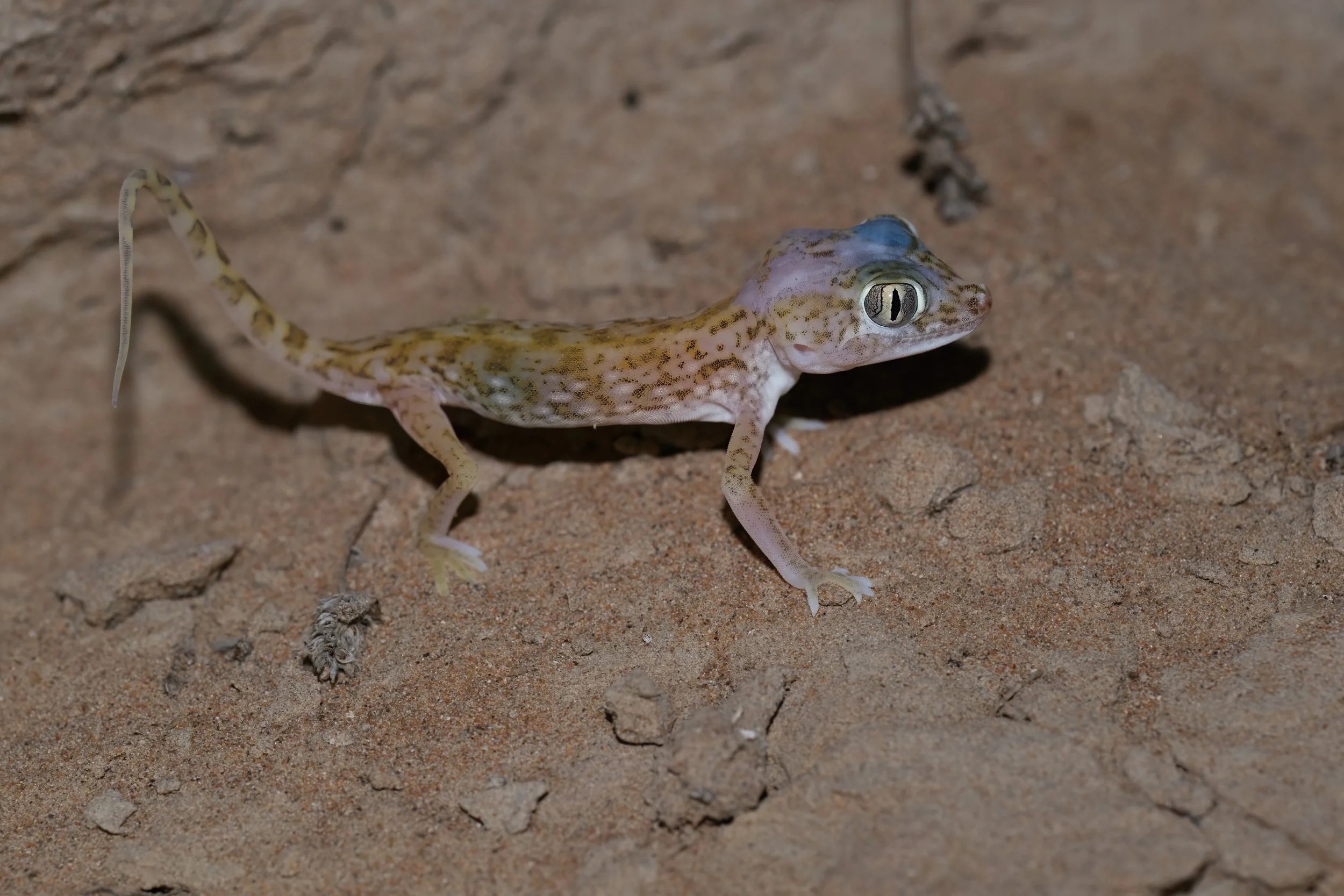 Eastern Sand Gecko (Stenodactylus leptocosymbotes)