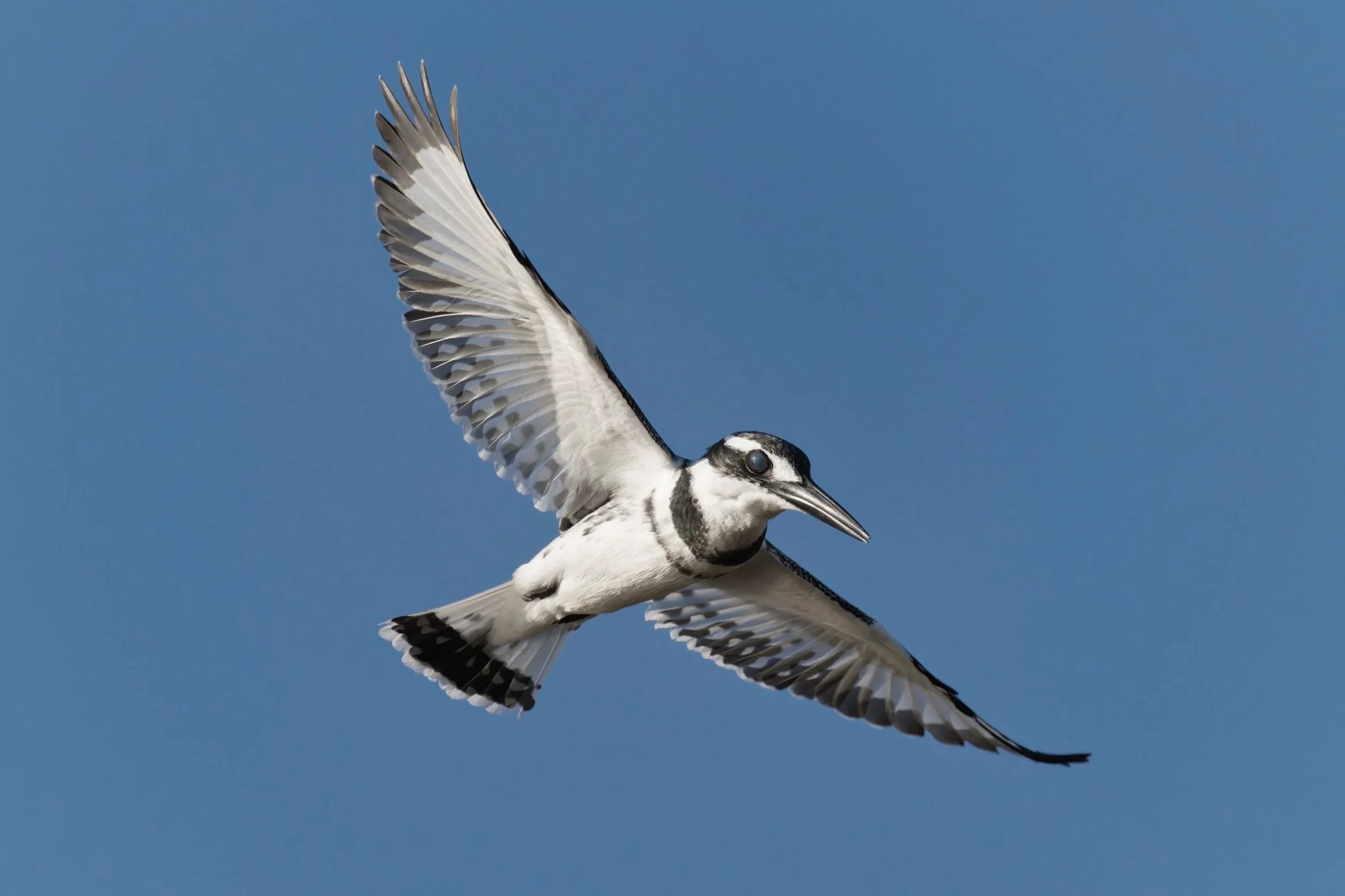 Pied Kingfisher