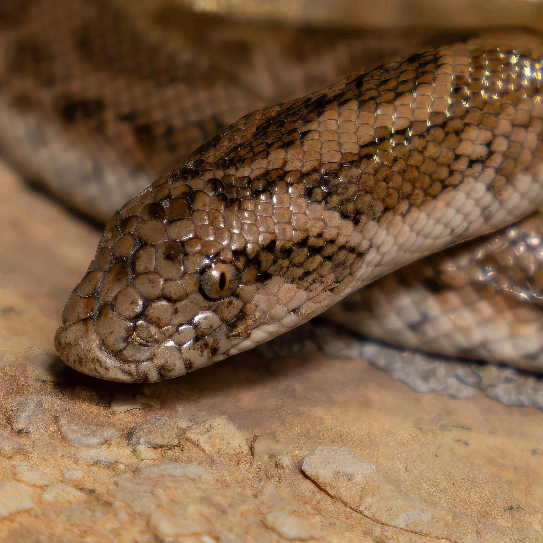 Javelin Sand Boa \ Eryx jaculus
