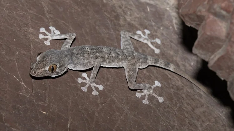 Orlov’s Fan-footed Gecko