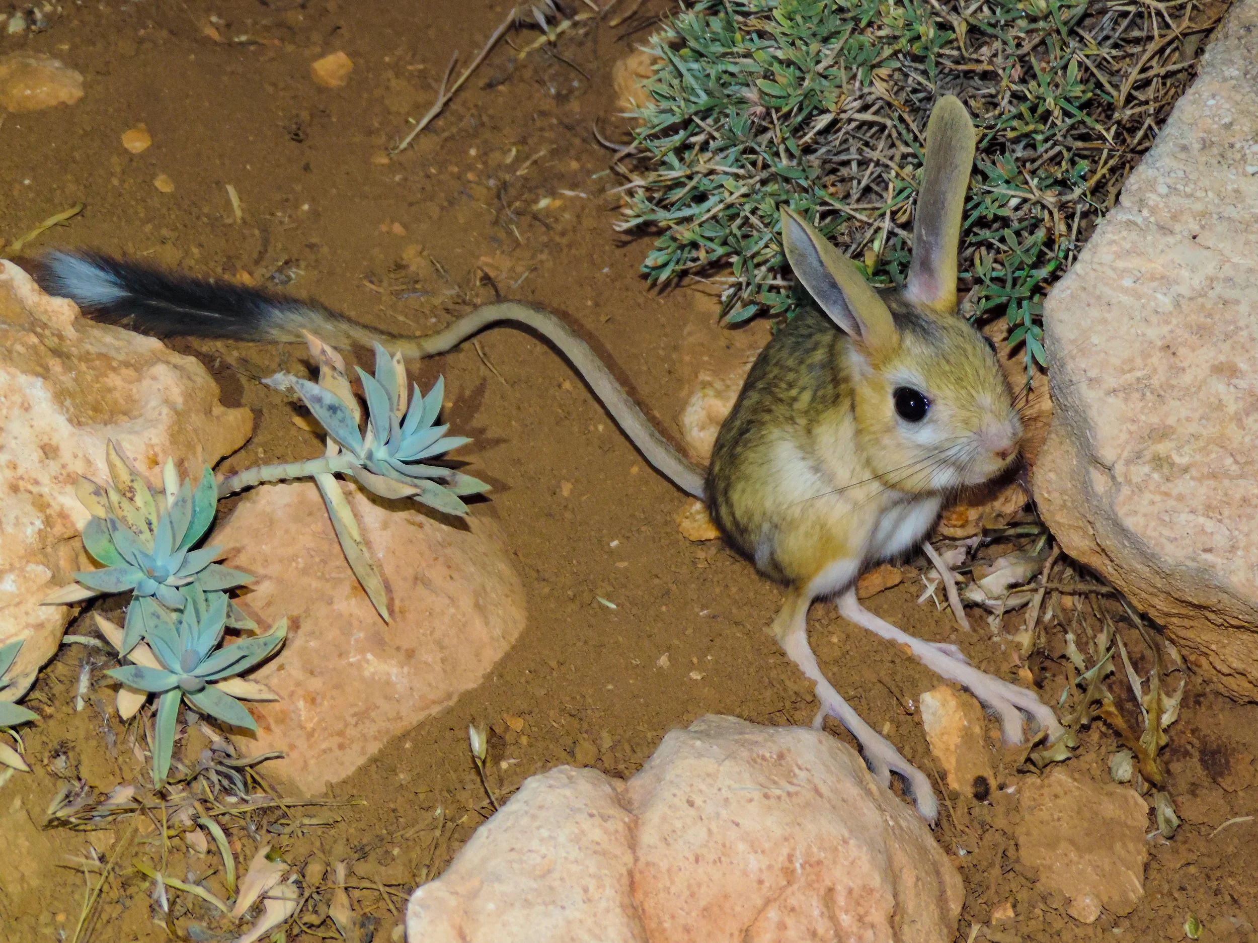 Euphrates Jerboa By: Rami Khashab