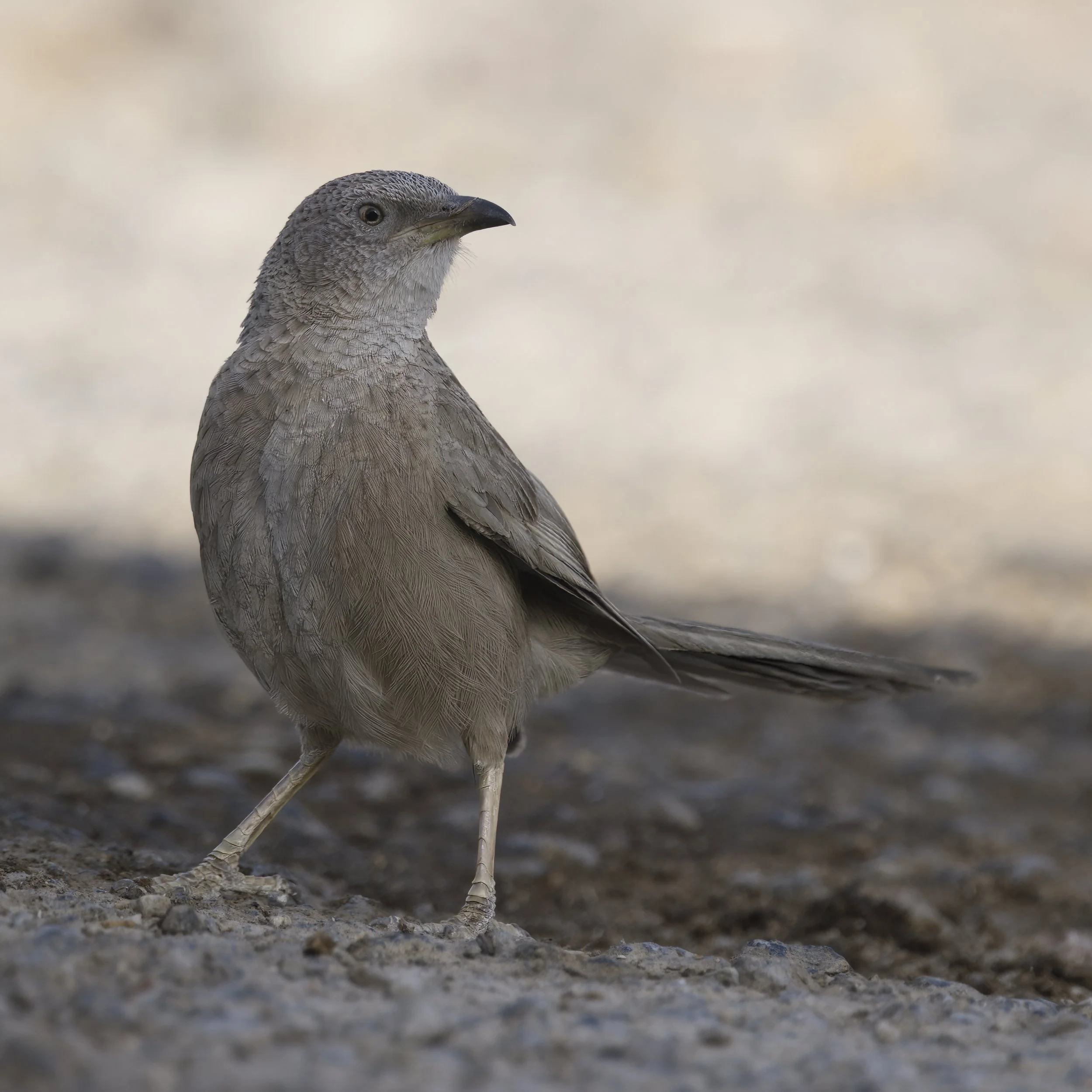 Arabian Babbler (Argya squamiceps)