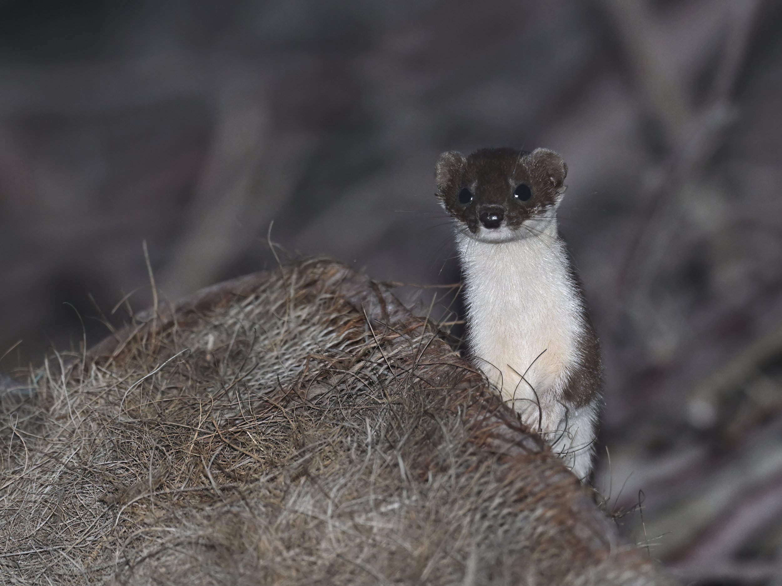 Least weasel Lebanon