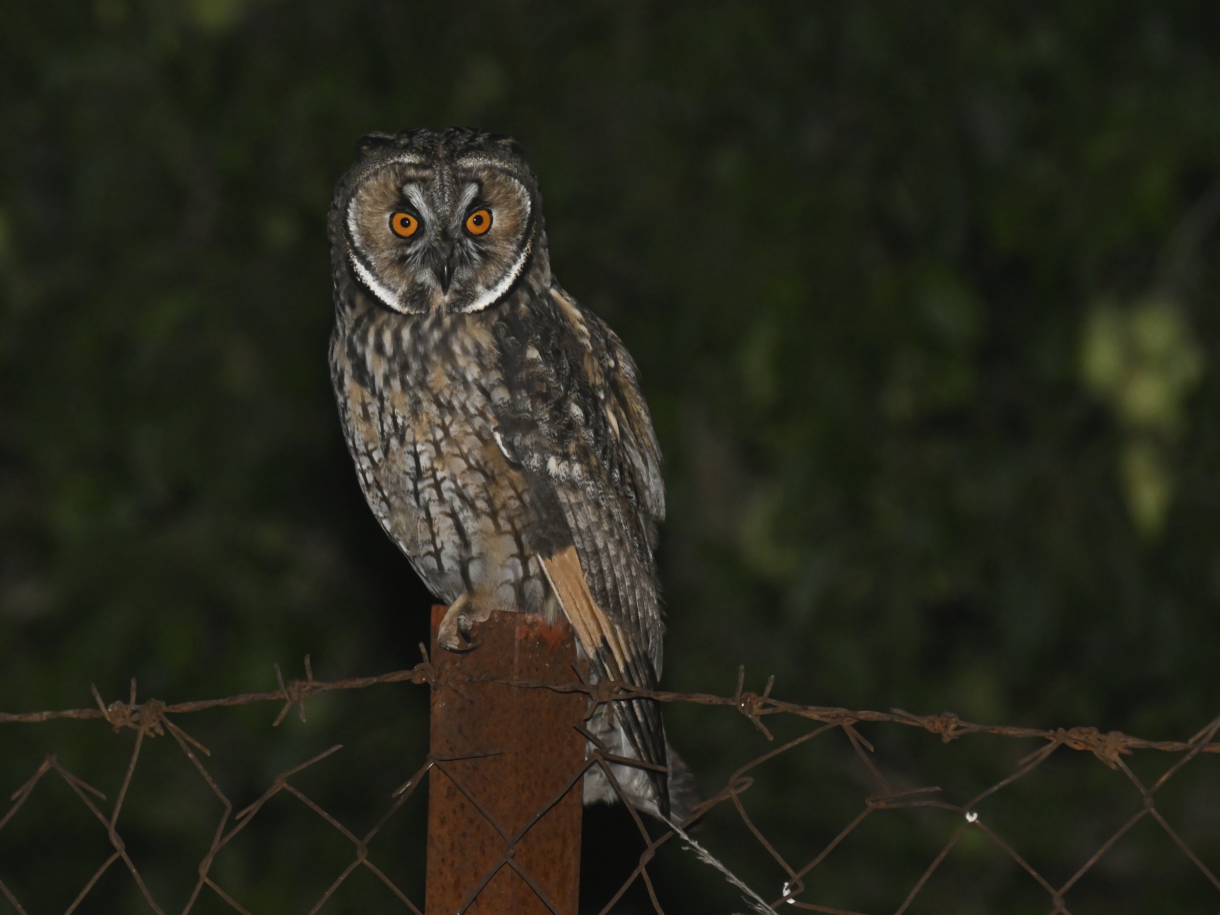 Owls Lebanon