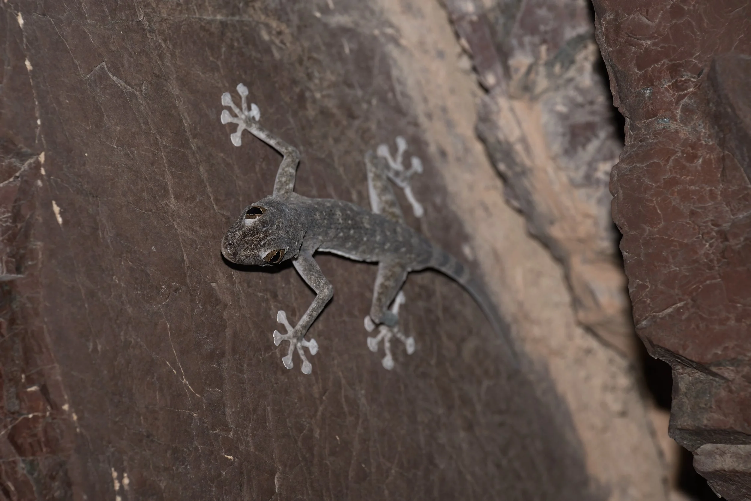 Orlov’s Fan-footed Gecko \ Ptyodactylus orlovi