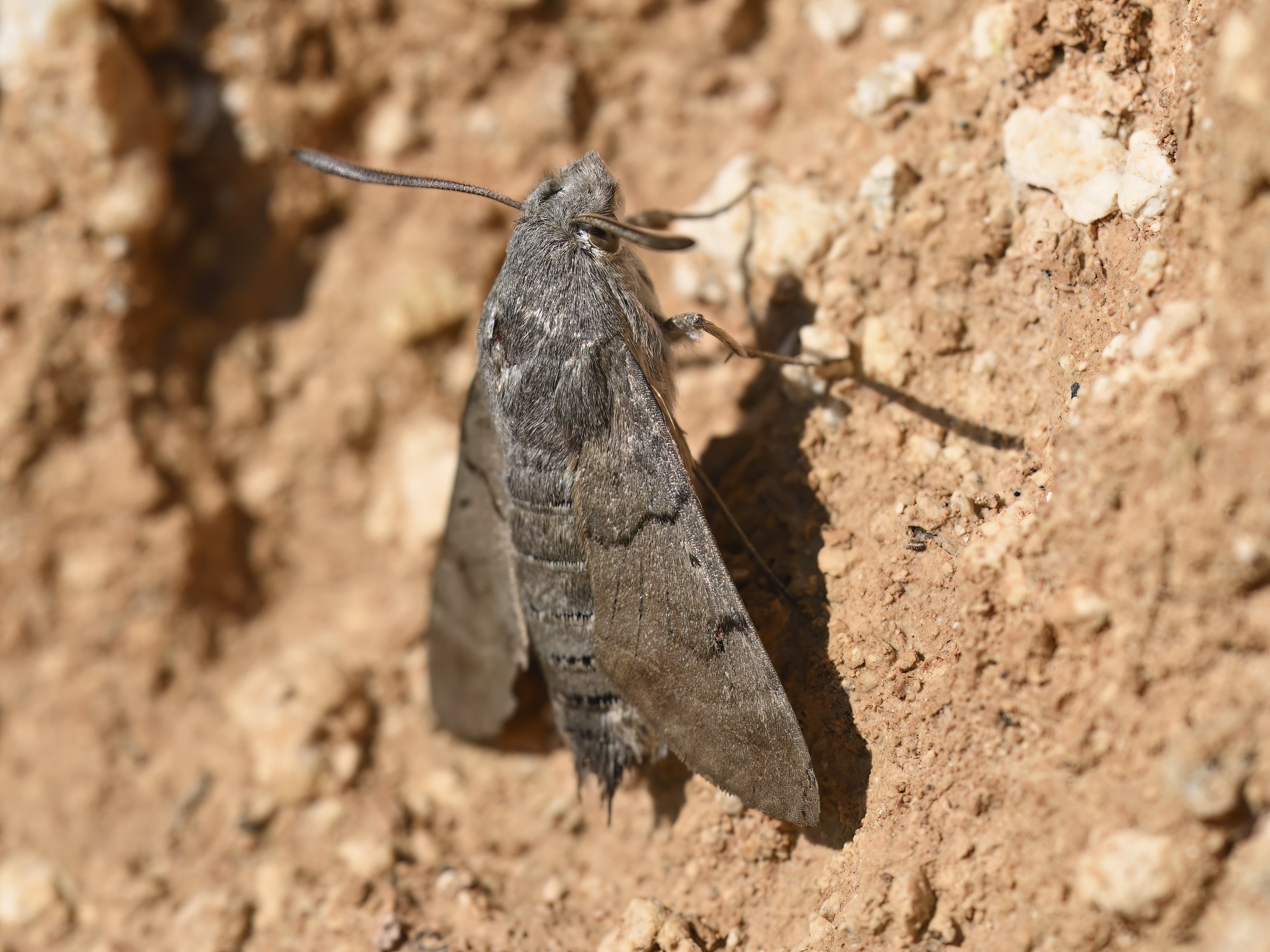 Moth Photo Lebanon