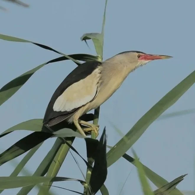 Little Bittern \ Botaurus minutus