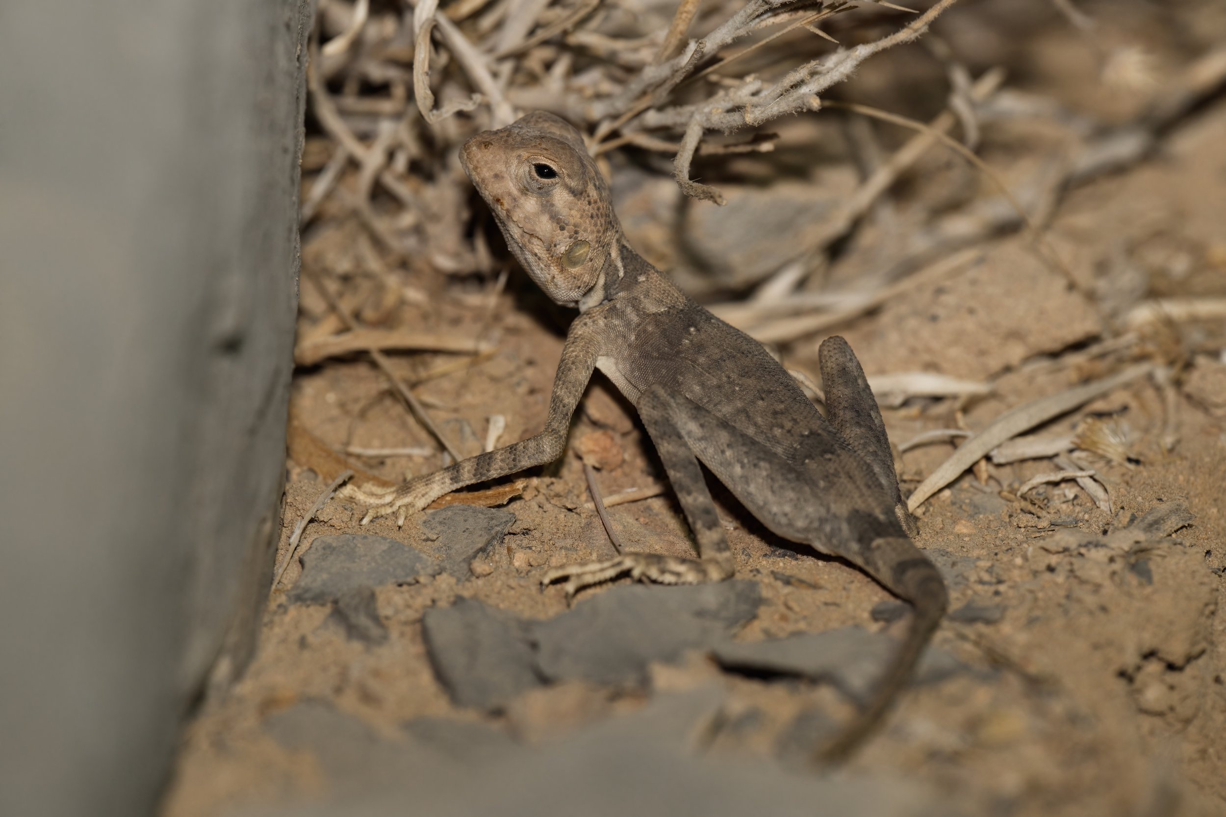 Hajar Rock Agama \ ( Pseudotrapelus jensvindumi ) - United Arab Emirates  UAE 