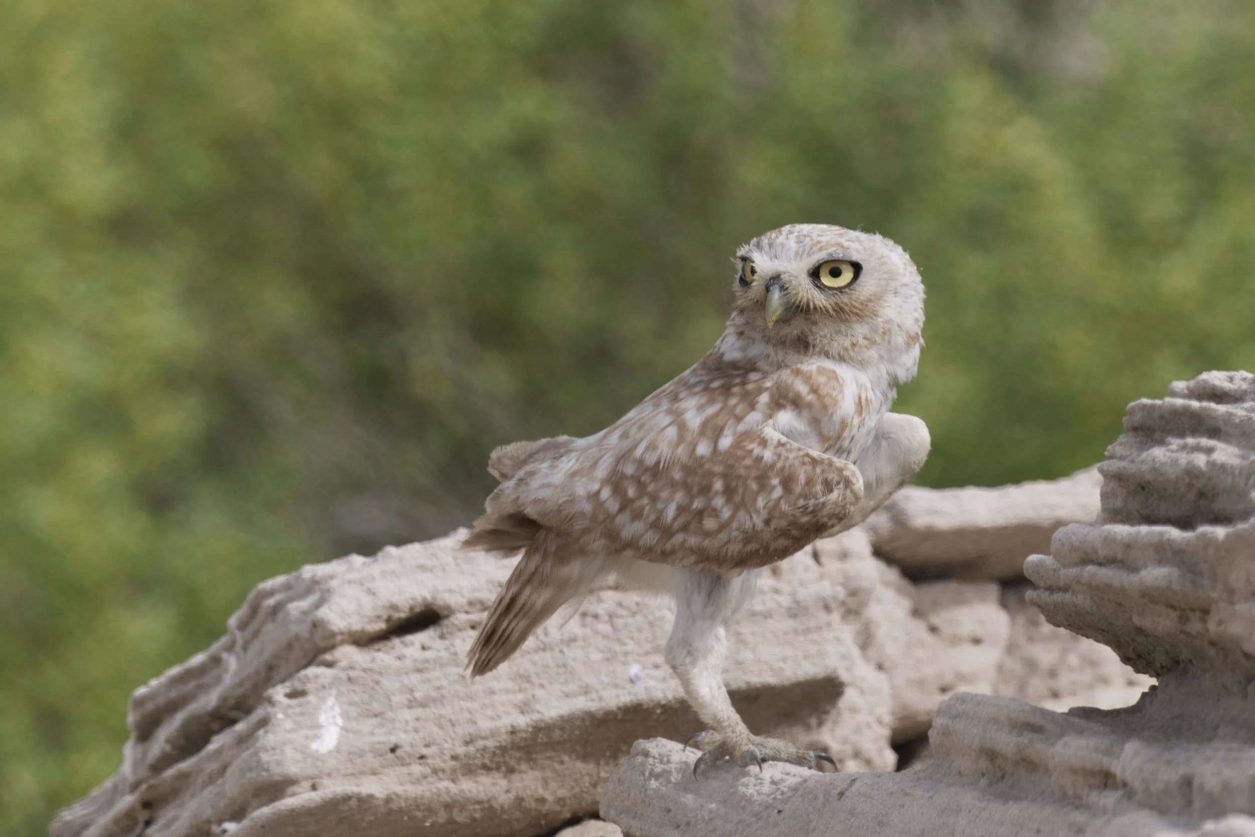 _Z093862 Little Owl.jpeg