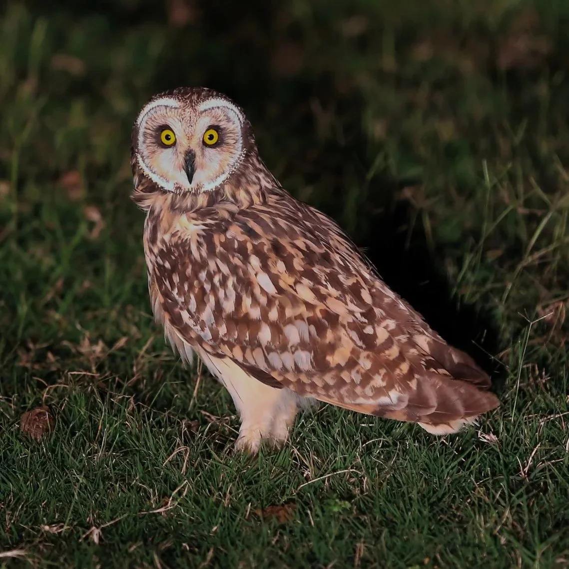 Short-eared Owl \ Asio flammeus