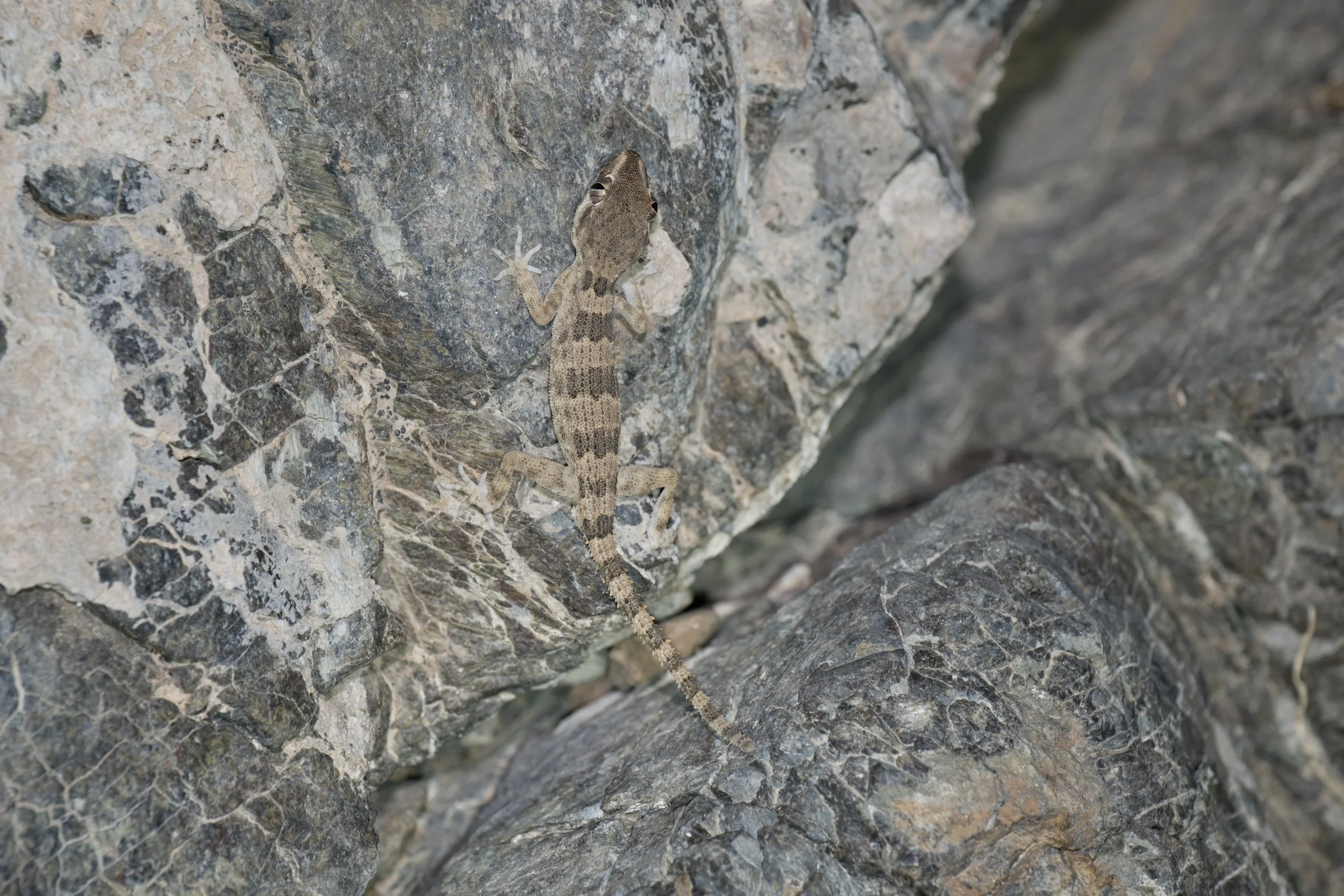 Hajar Banded Ground Gecko\Trachydactylus hajarensis