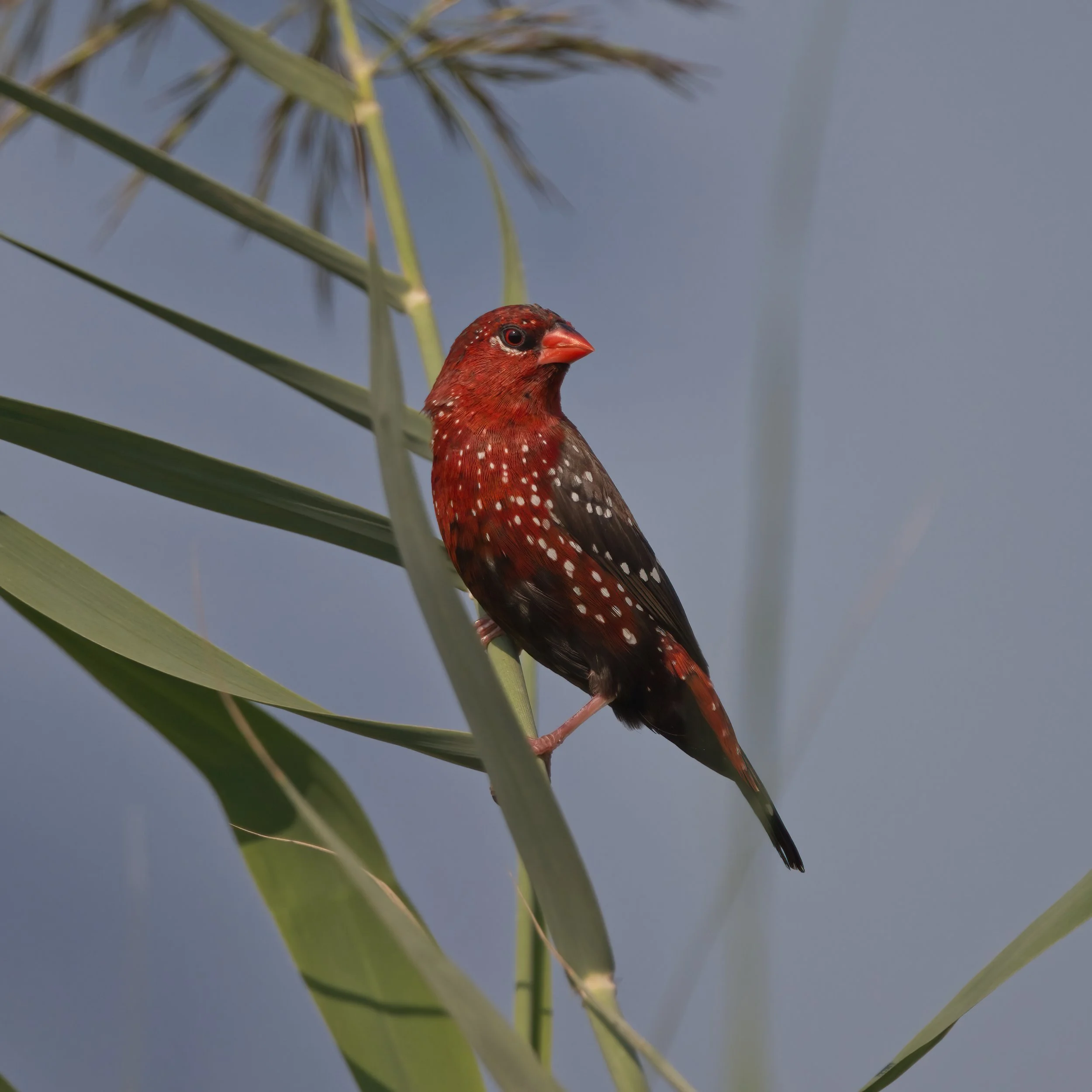Red Avadavat Z092526.jpeg