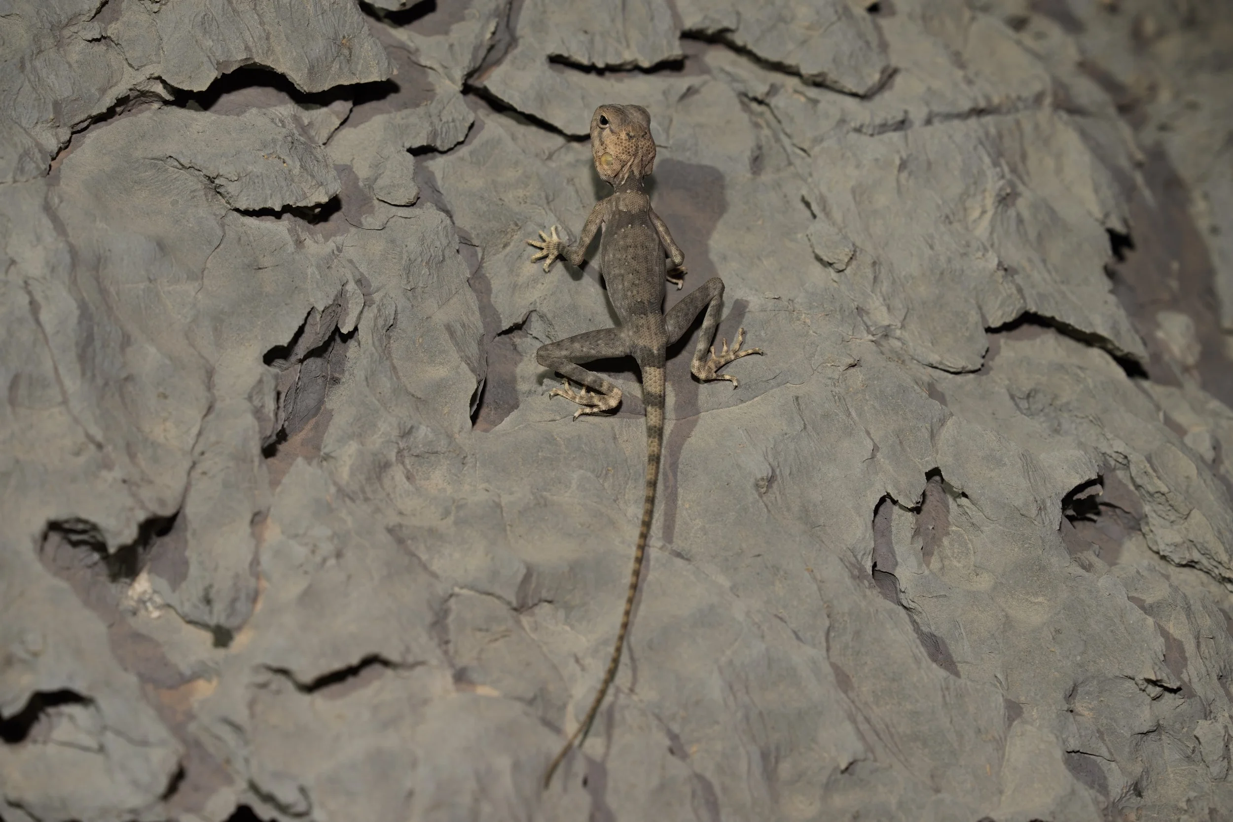 Hajar Rock Agama UAE | Pseudotrapelus jensvindumi