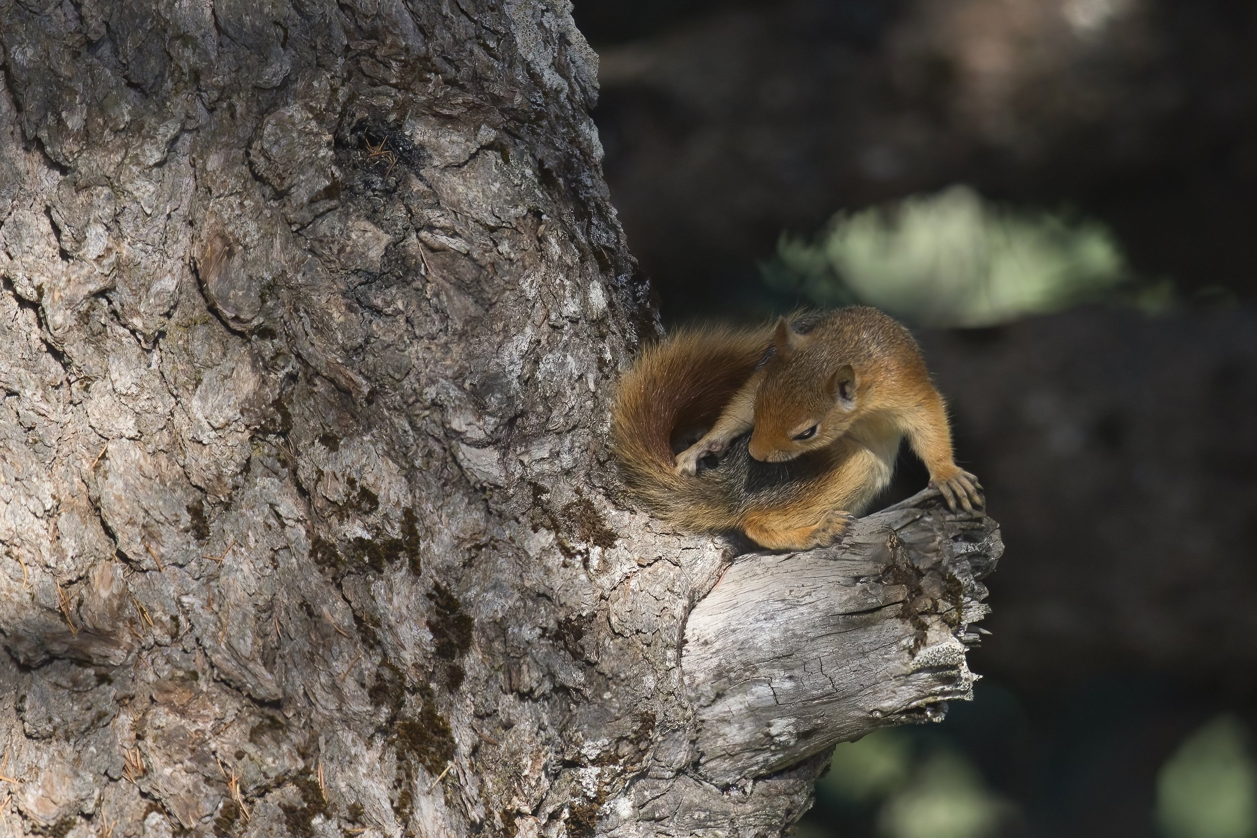 Horsh Ehden National reserve