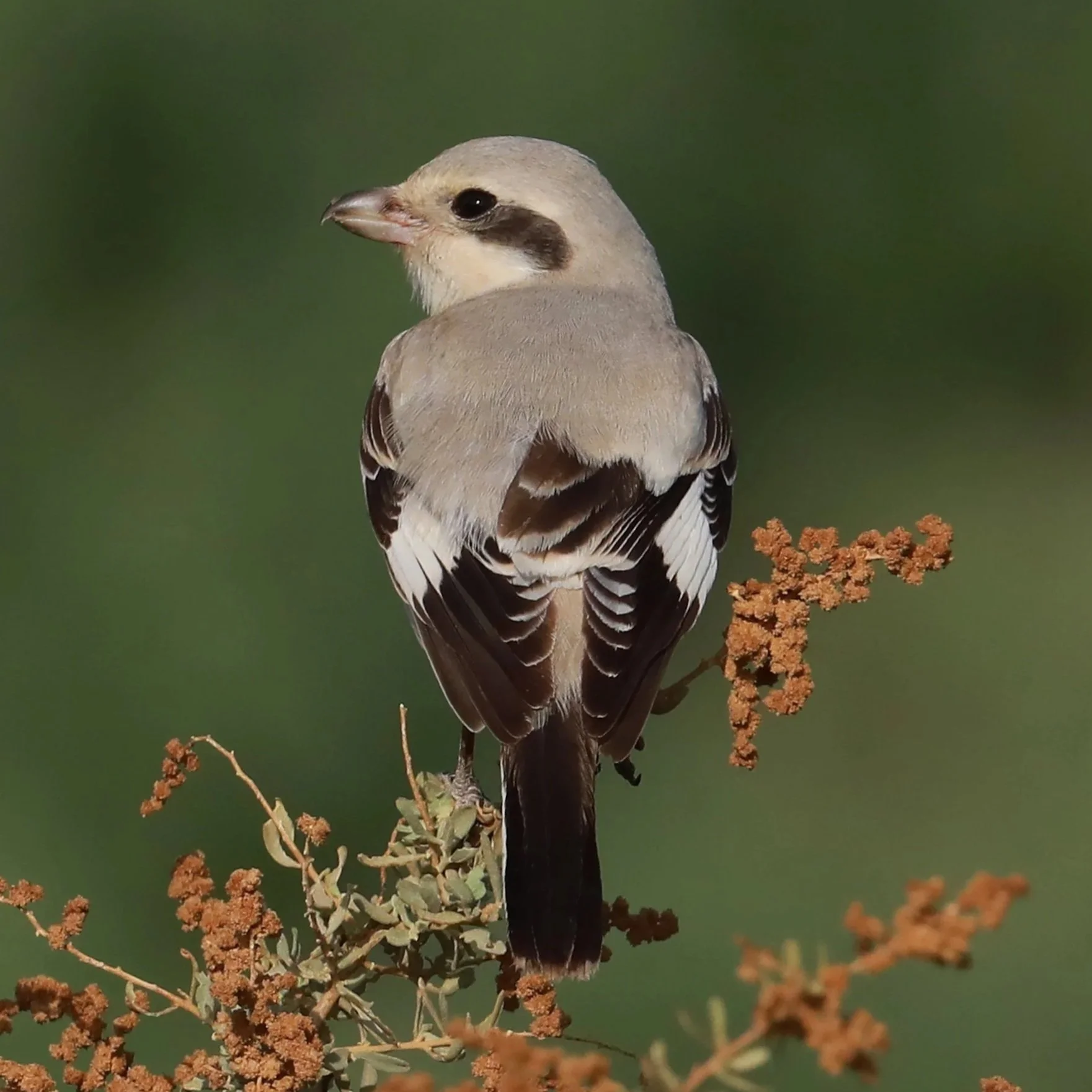 Steppe Grey Shrike \ Lanius pallidirostris