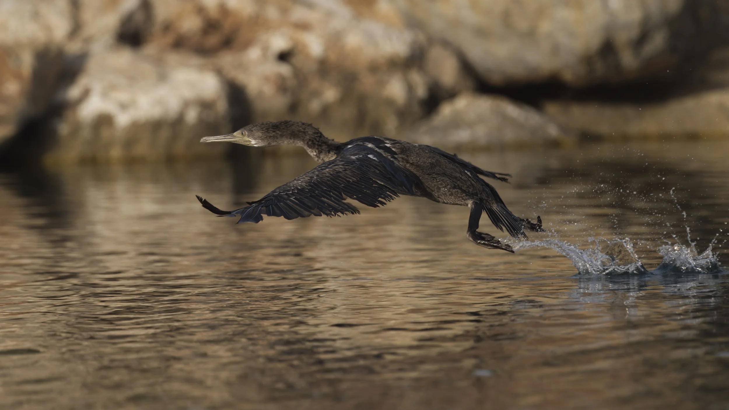 Socotra Cormorant (Phalacrocorax nigrogularis)