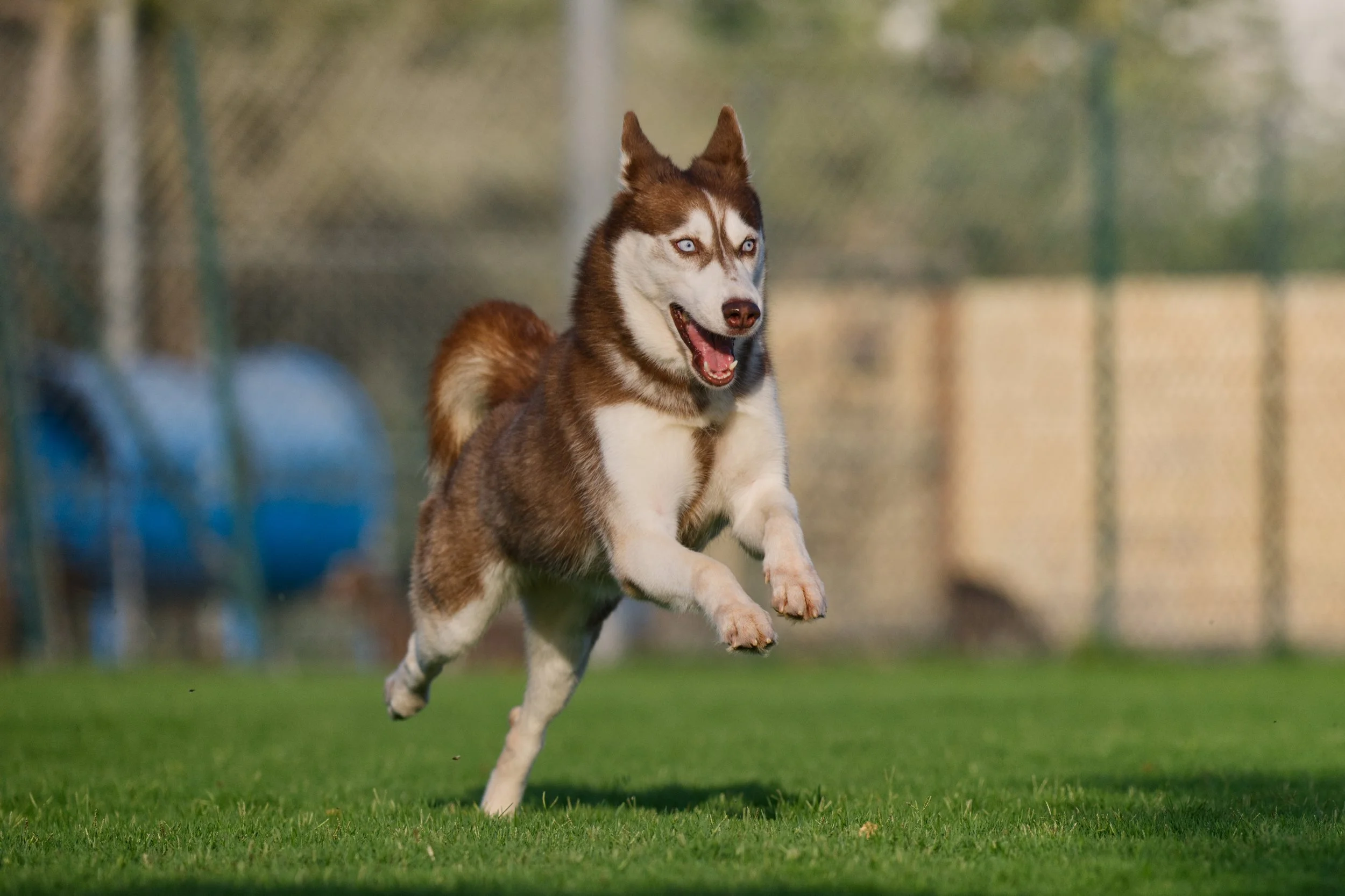RAK Dog Shelter