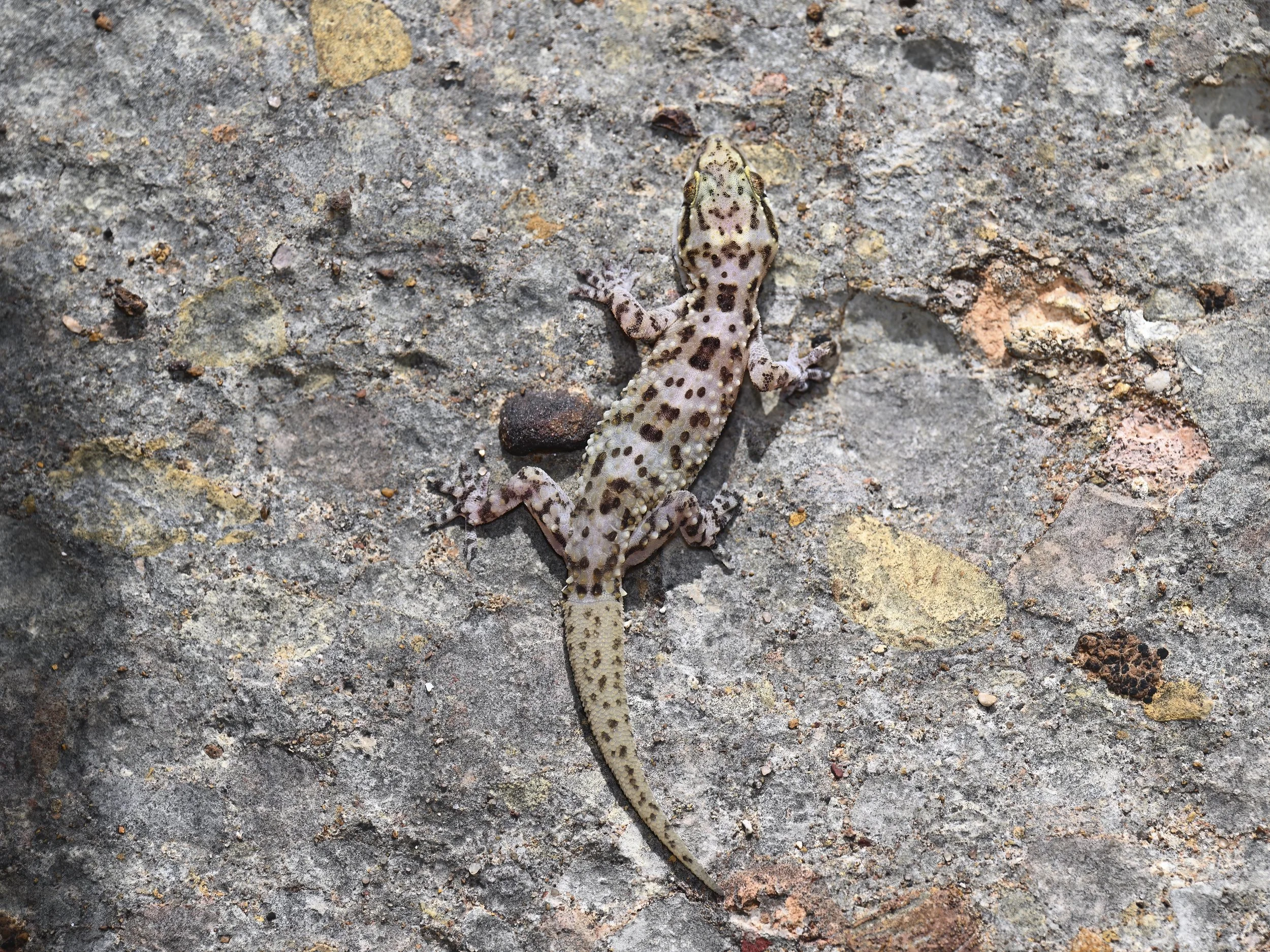 Mediterranean House Gecko \ Hemidactylus turcicus