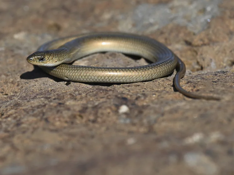 Gunther’s Cylindrical Skink, Lebanon