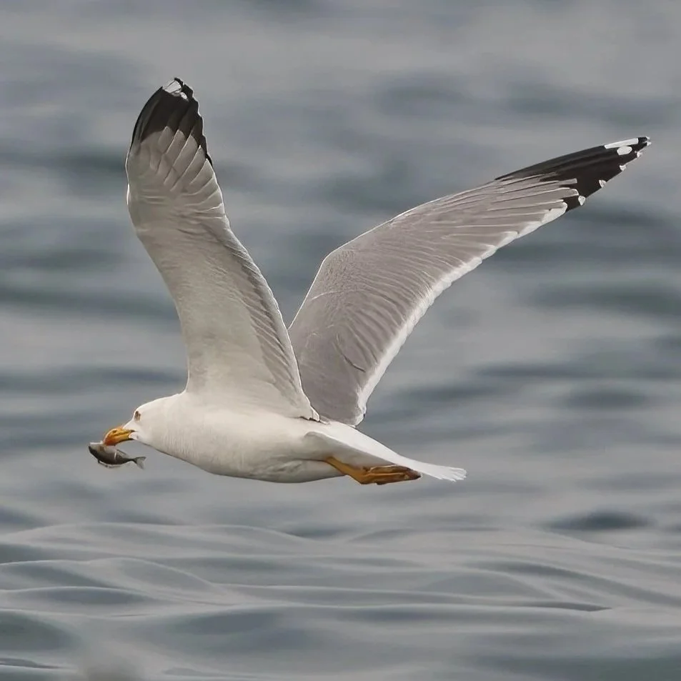 Yellow-legged Gull (Larus michahellis)