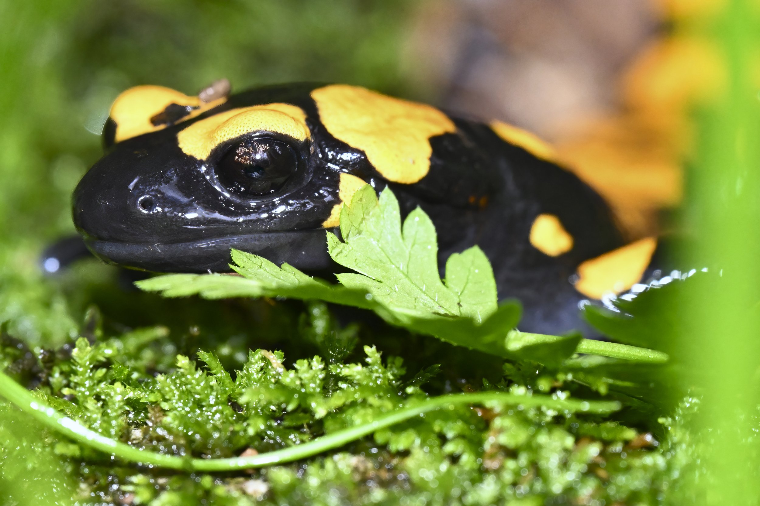 Near Eastern Fire Salamander Naher Ibrahim