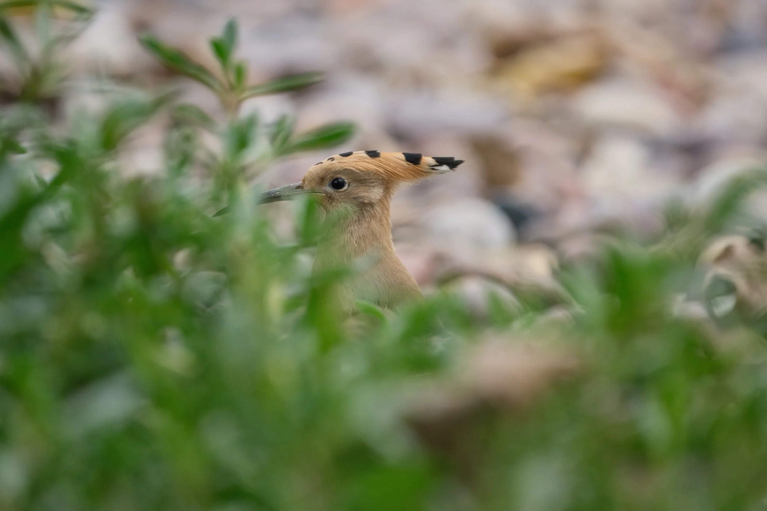 Eurasian Hoopoe (هدهد أوراسي)