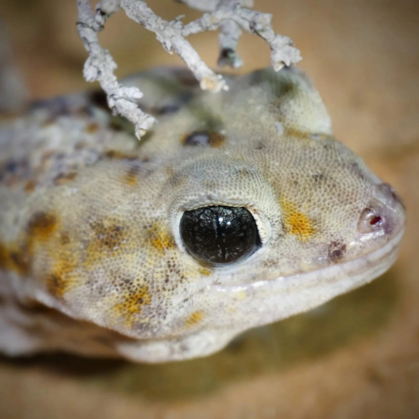 Geckos of UAE
