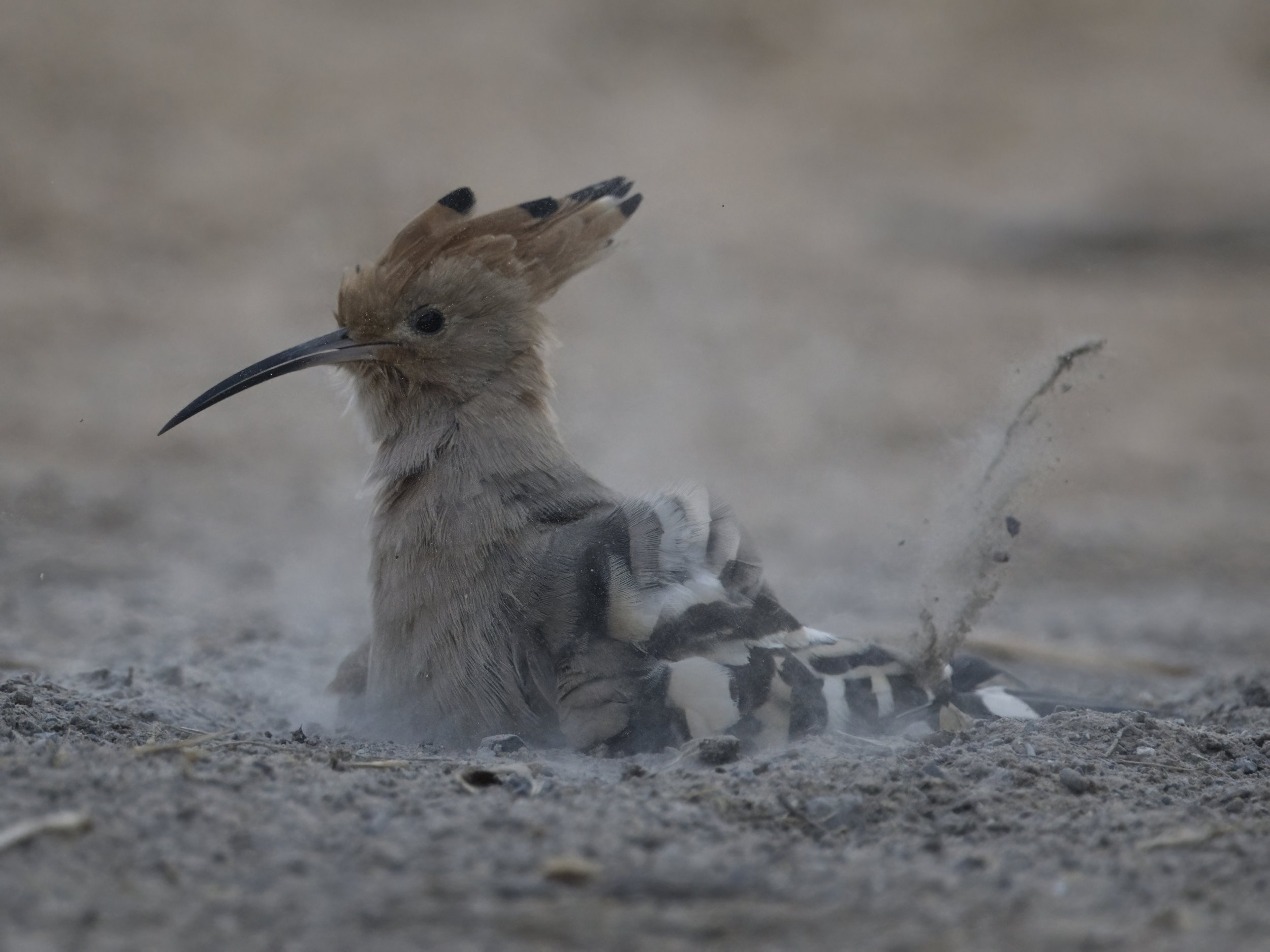 Birds United Arab Emirates UAE