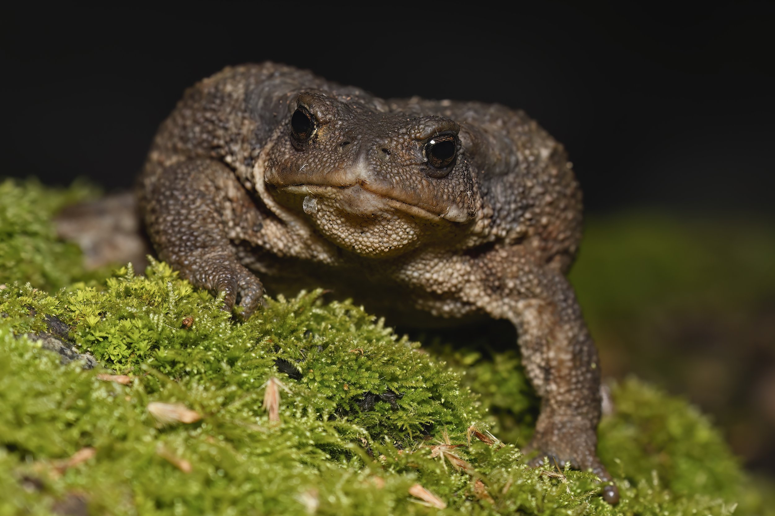Toad Lebanon