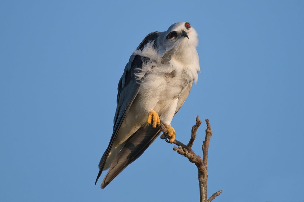 Black-winged Kite (Elanus caeruleus)