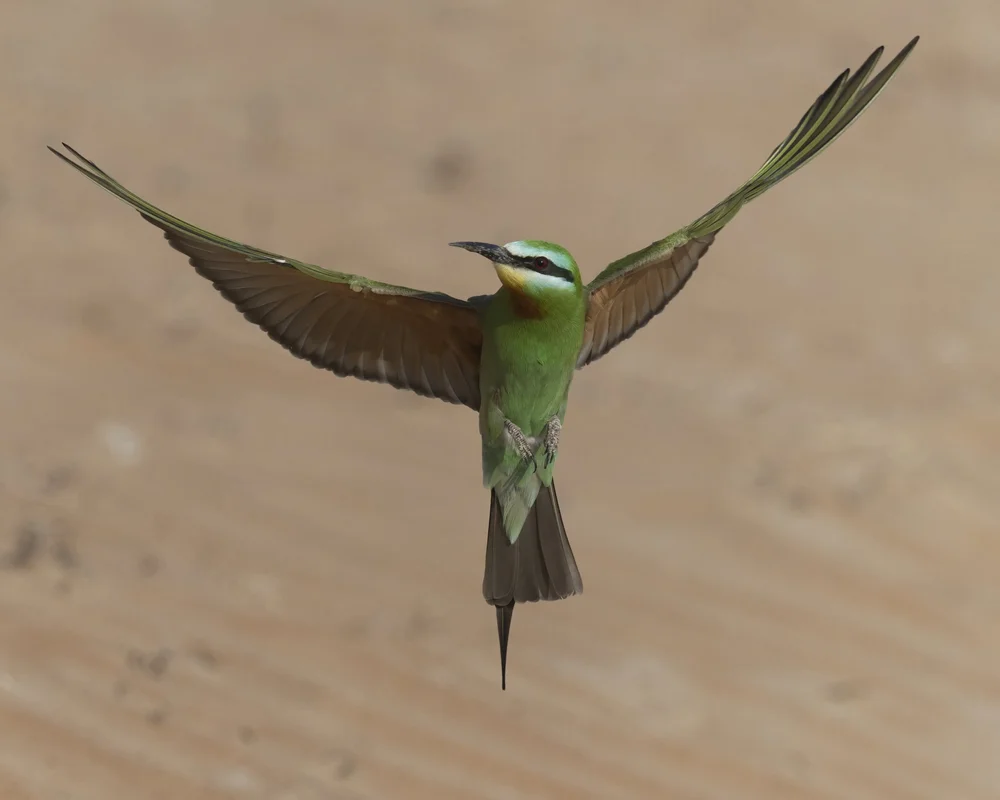 Blue-cheeked Bee-eater in flight, UAE