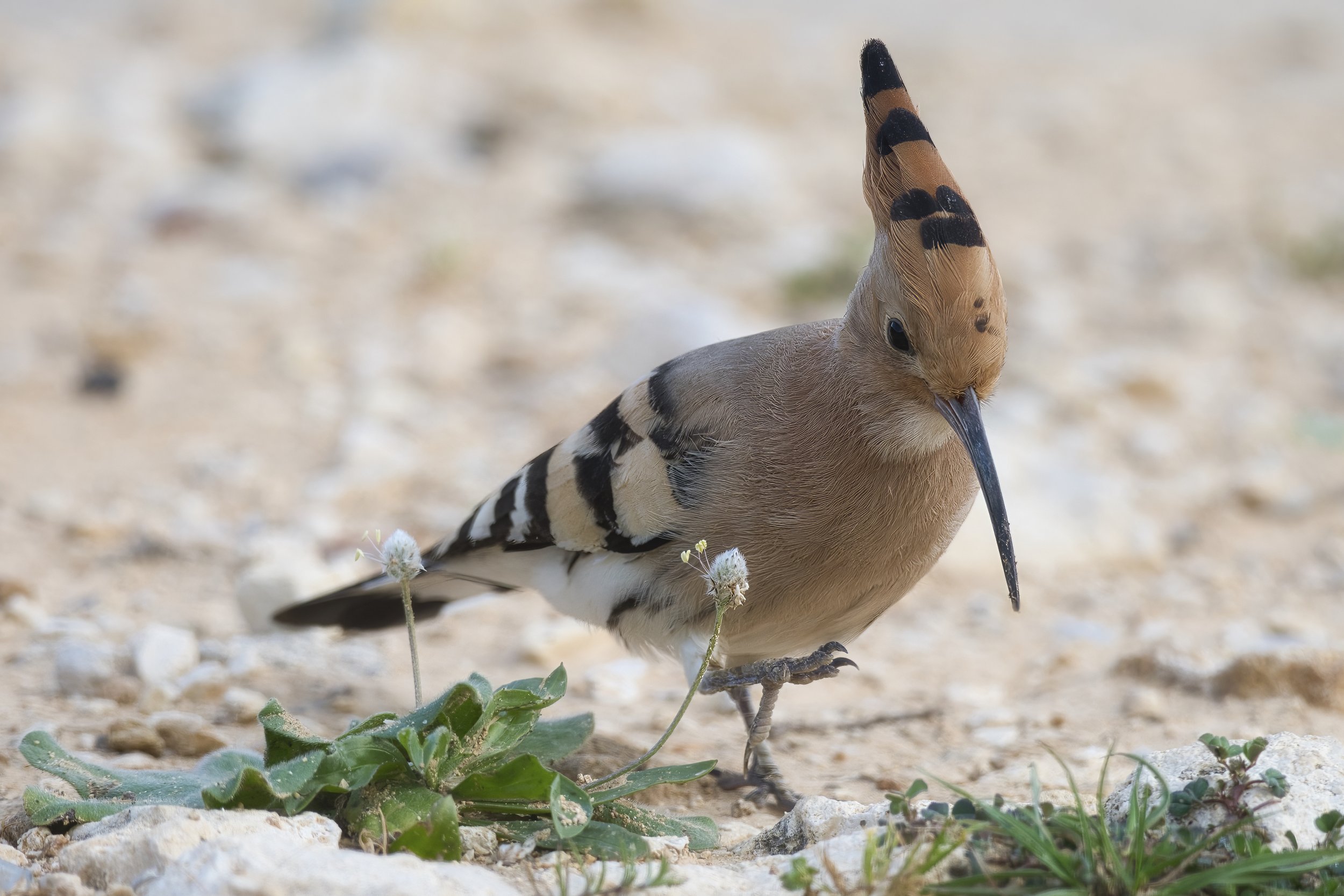 Lebanon Birds