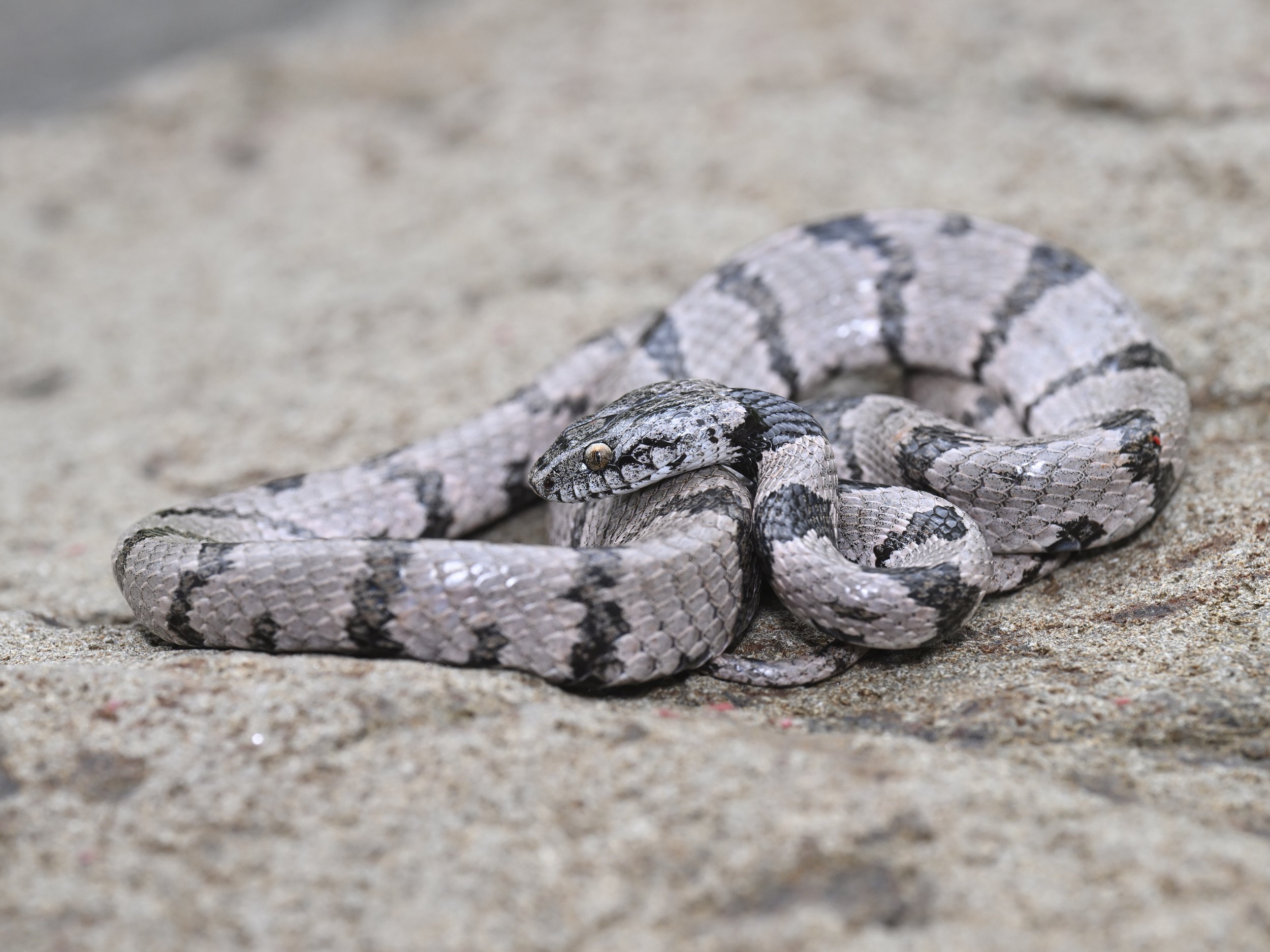 Mediterranean Cat Snake Lebanon