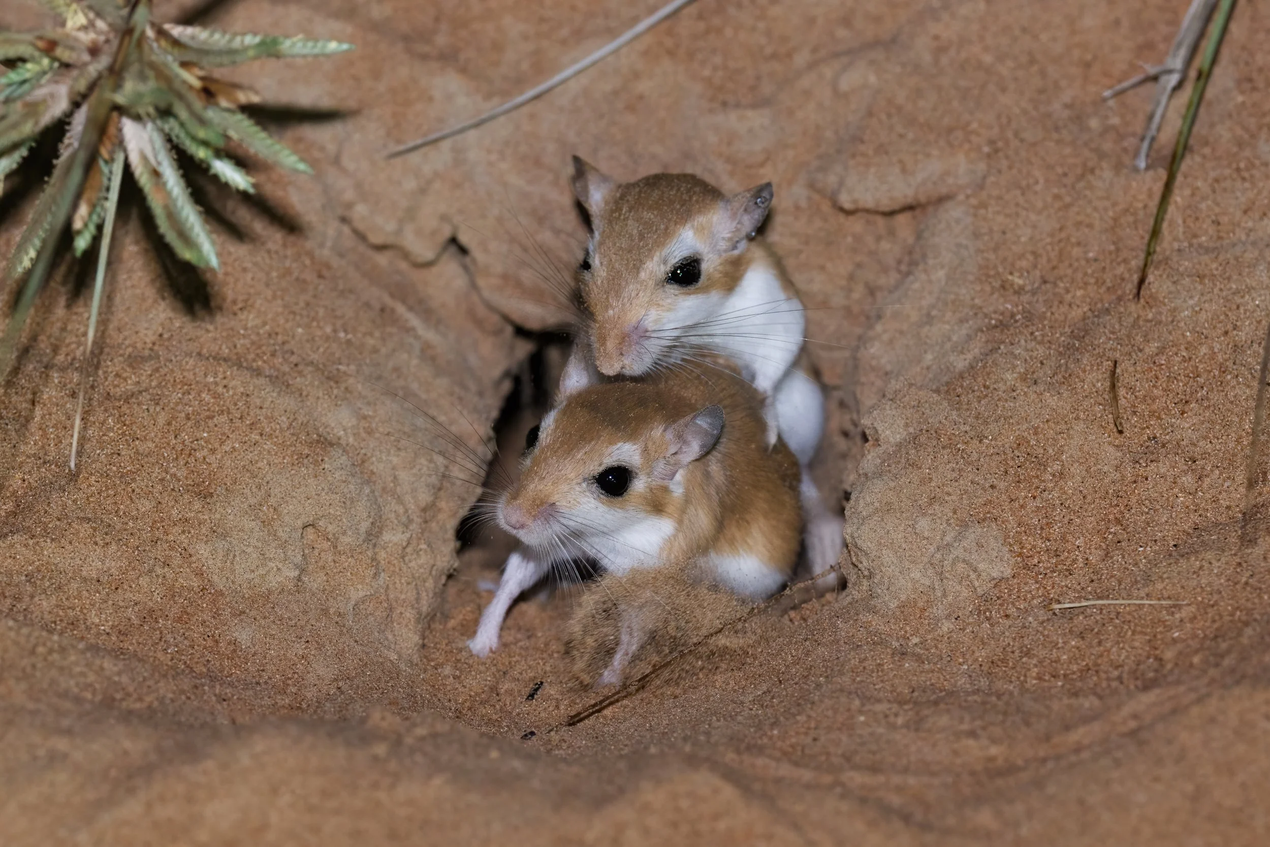 Two small rodents with brown and white fur emerging from a burrow in sandy desert terrain.