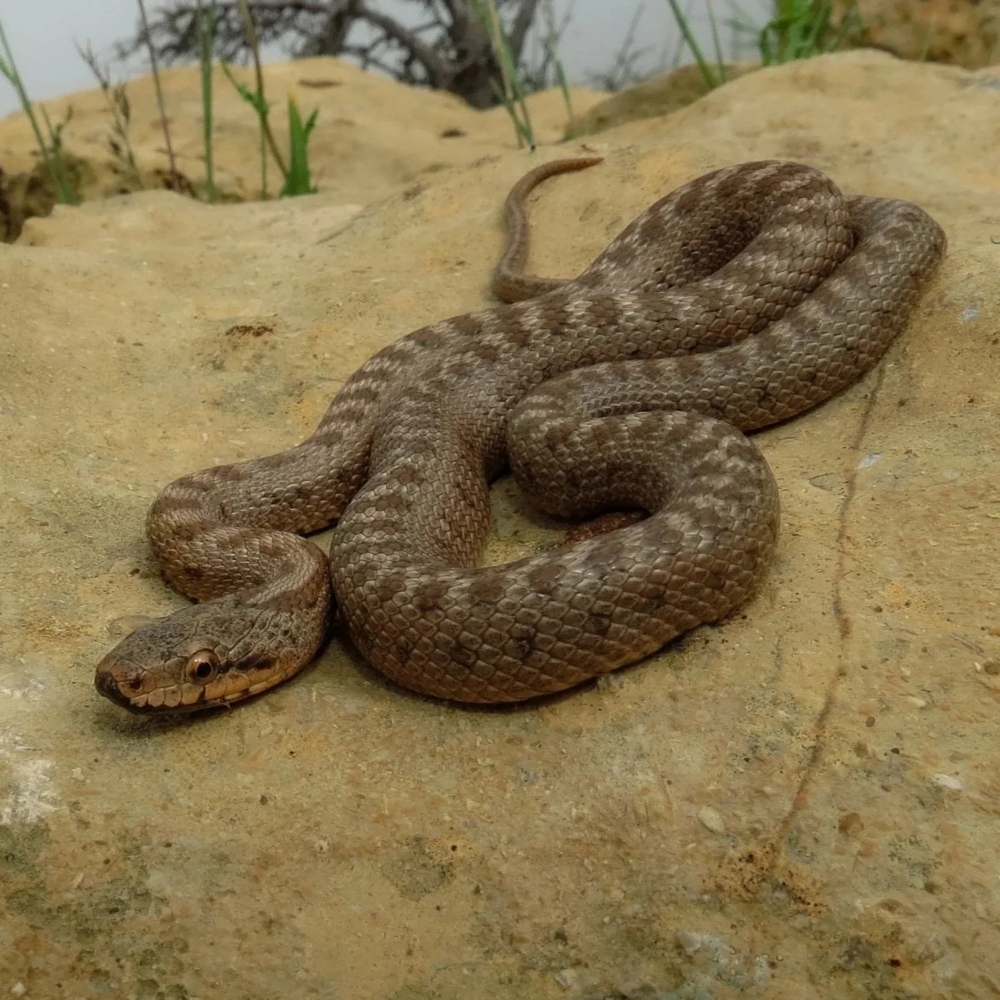 Transcaucasian Rat Snake (Zamenis hohenackeri)