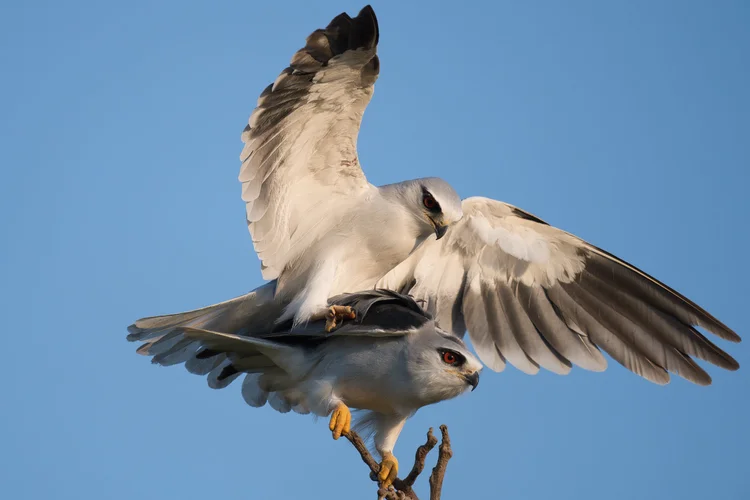 Black-winged Kite, Lebanon