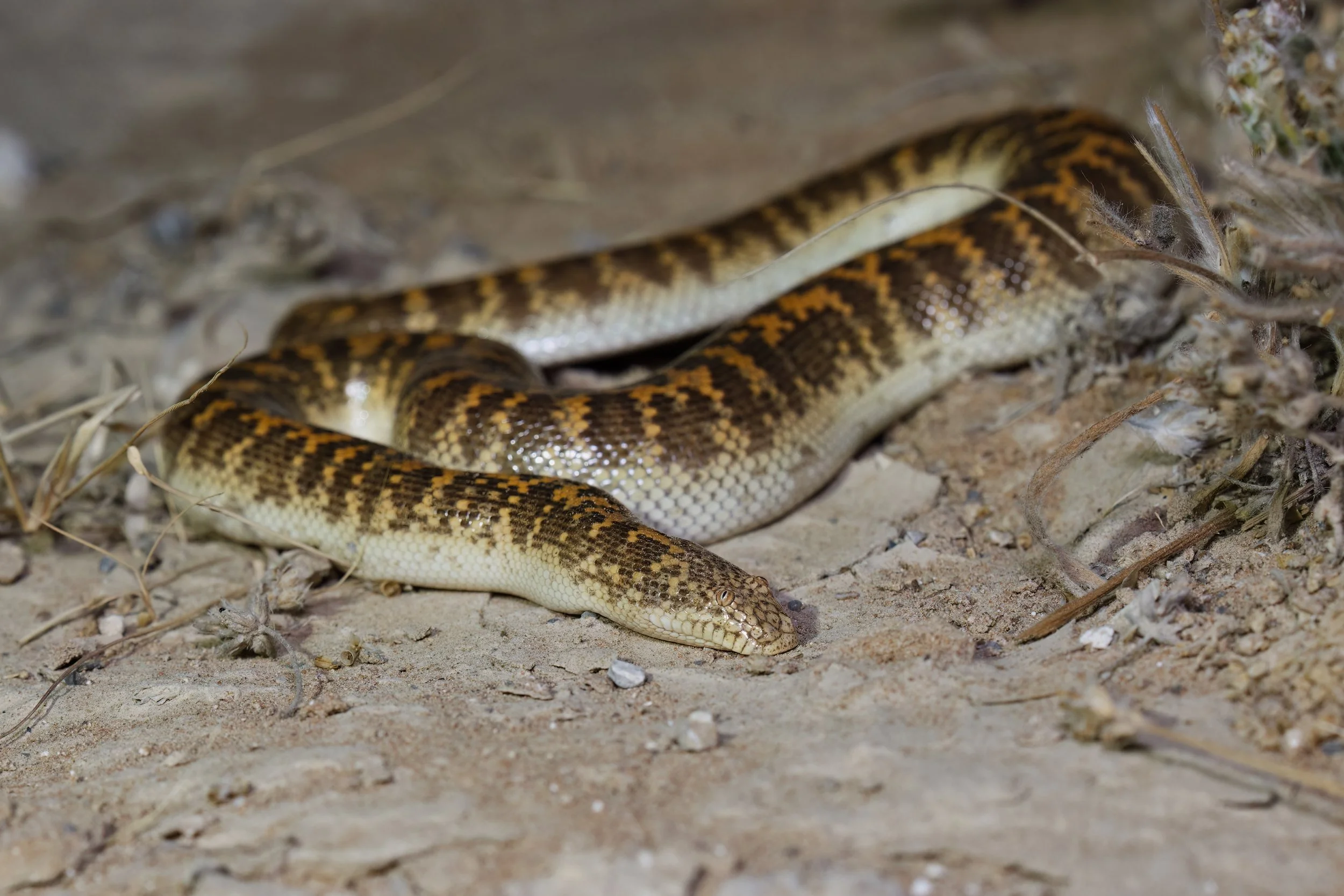 Arabian Sand Boa (Eryx jayakari)