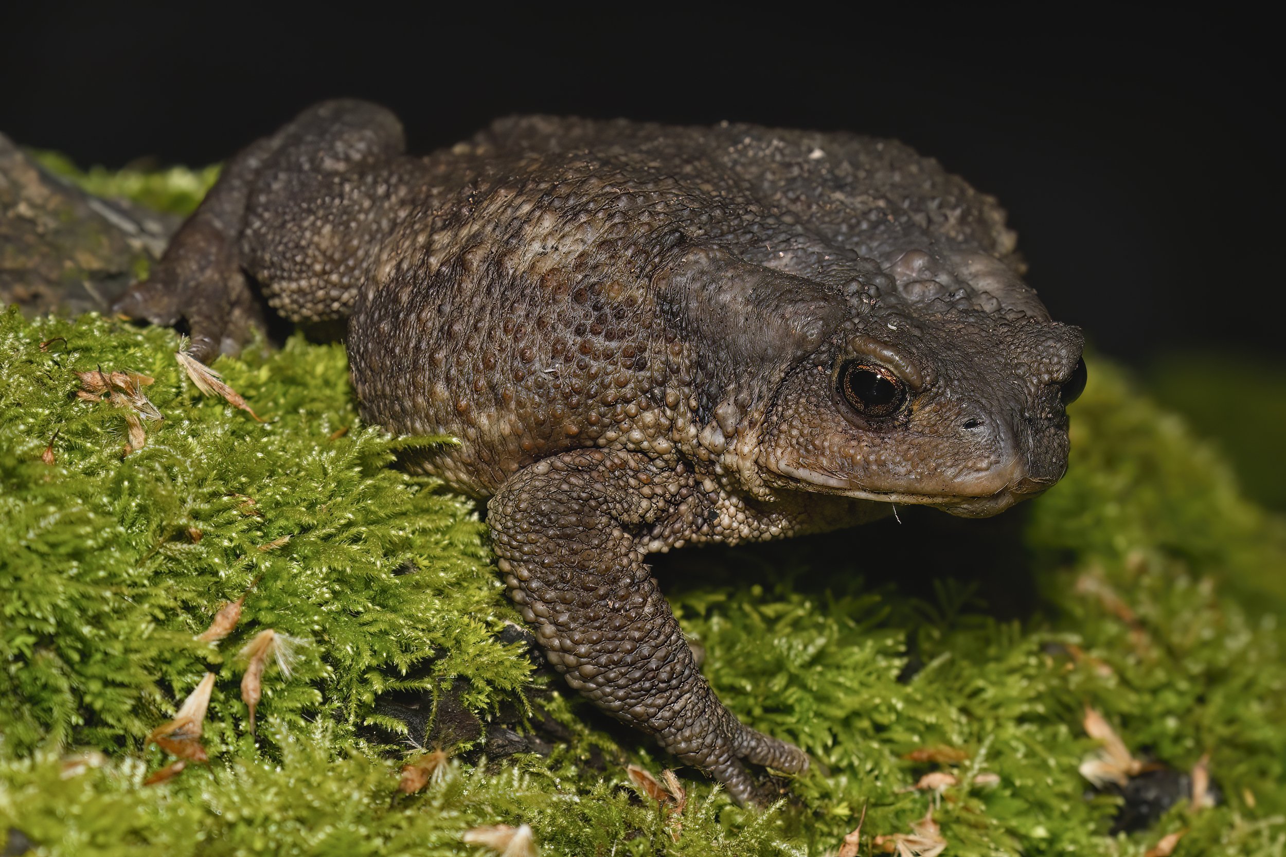Caucasian Toad Lebanon