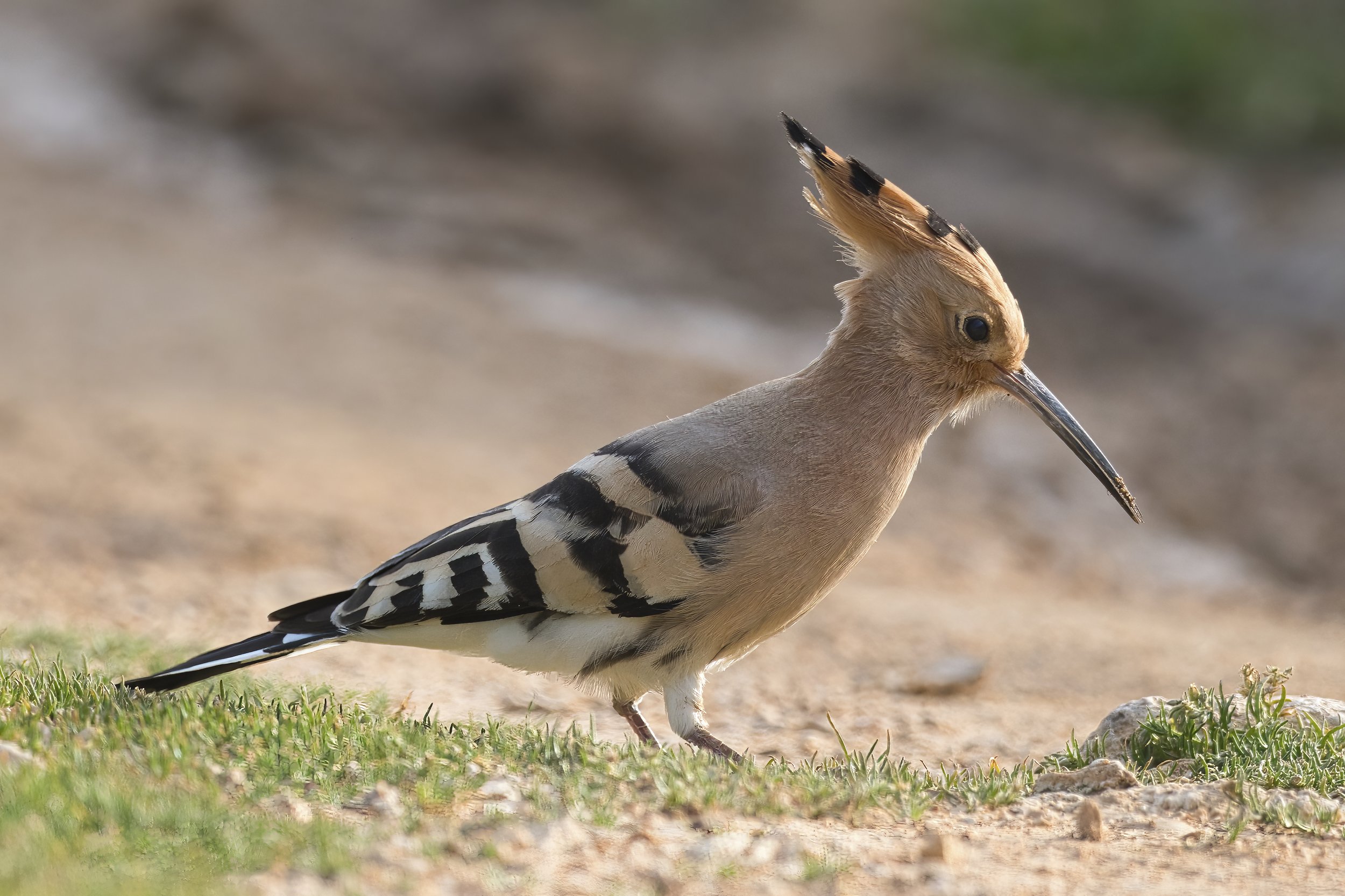 Hoopoe Lebanon