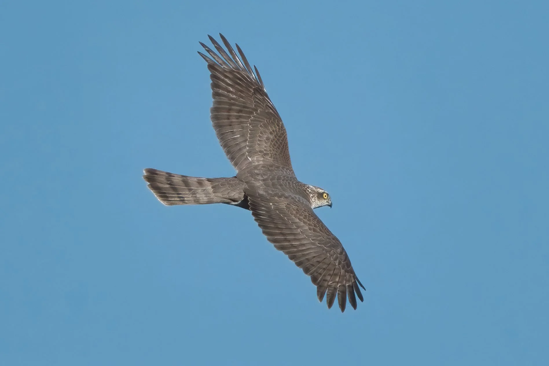 Eurasian Goshawk (Accipiter gentilis)