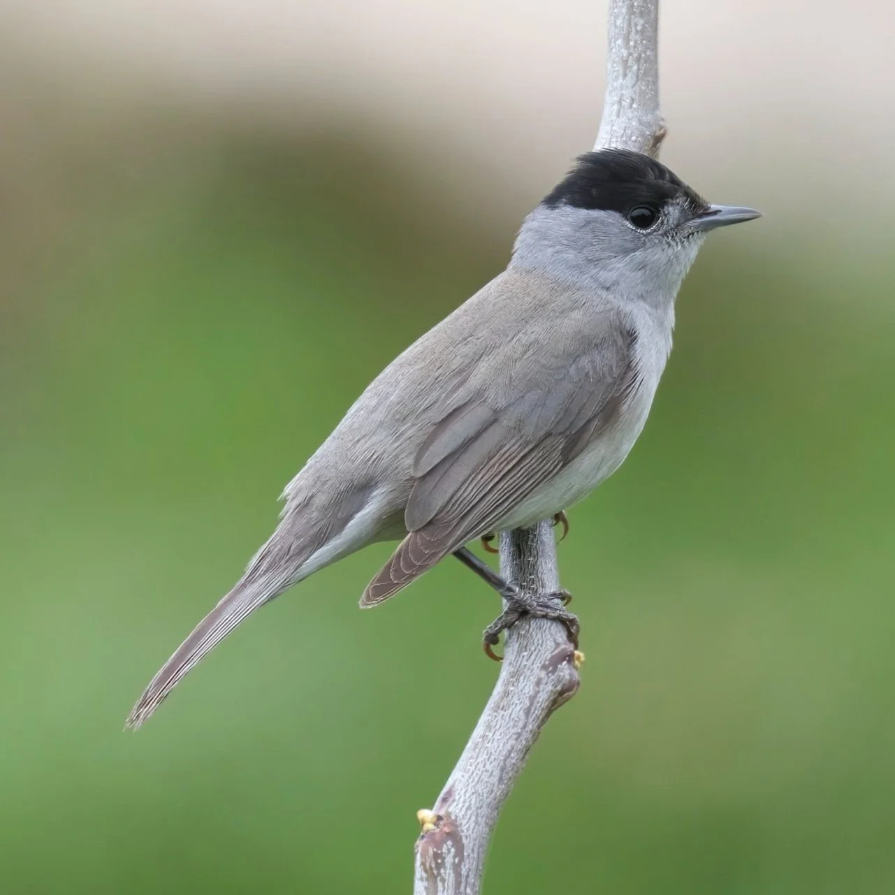 Eurasian Blackcap (Sylvia atricapilla)