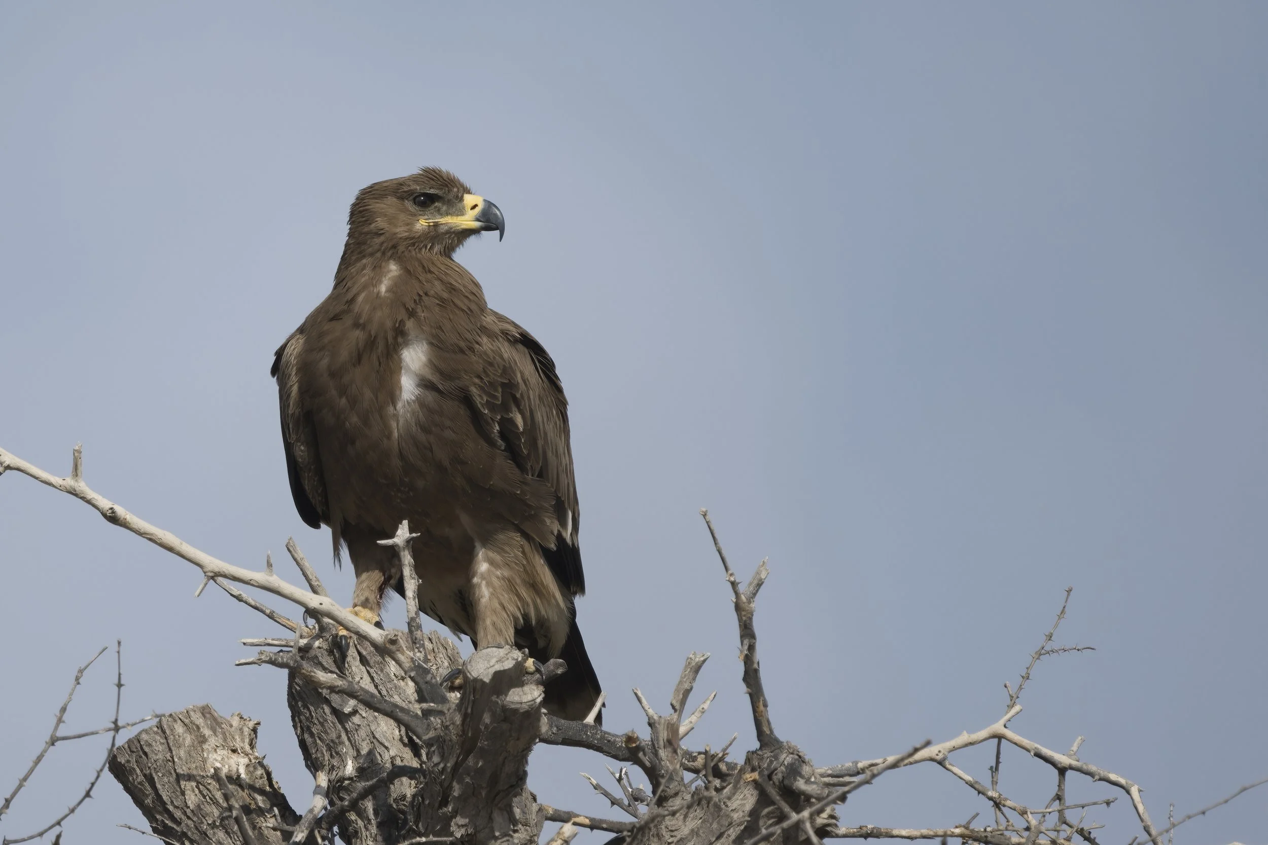 Steppe Eagle in the United Arab Emirates