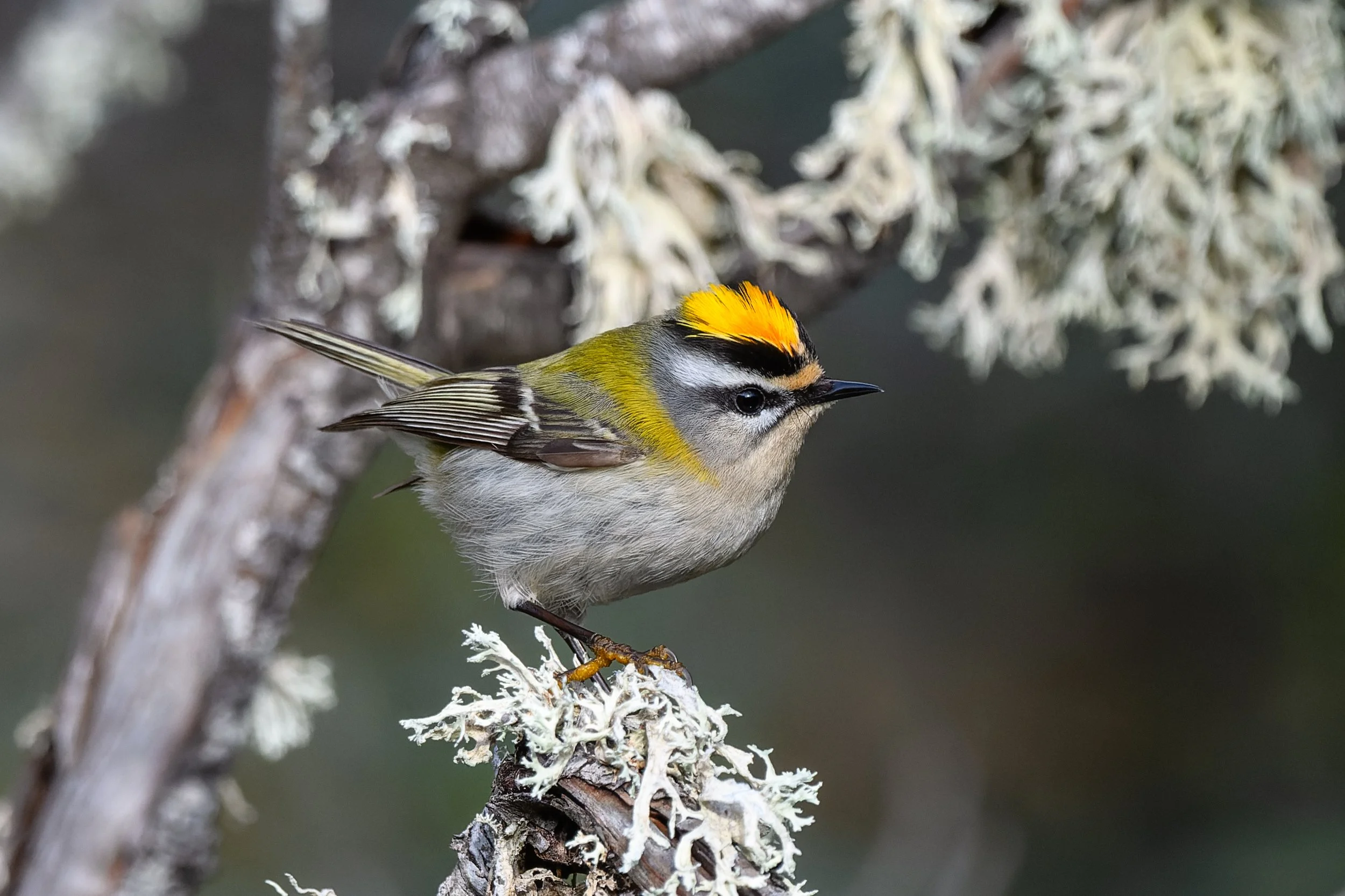 Fire Crest - Spain wildlife