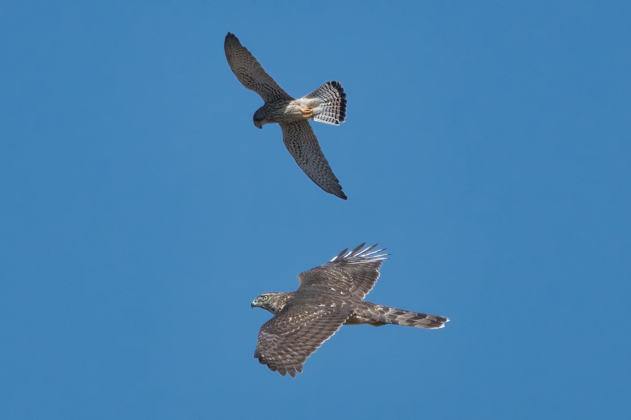 birds migration lebanon