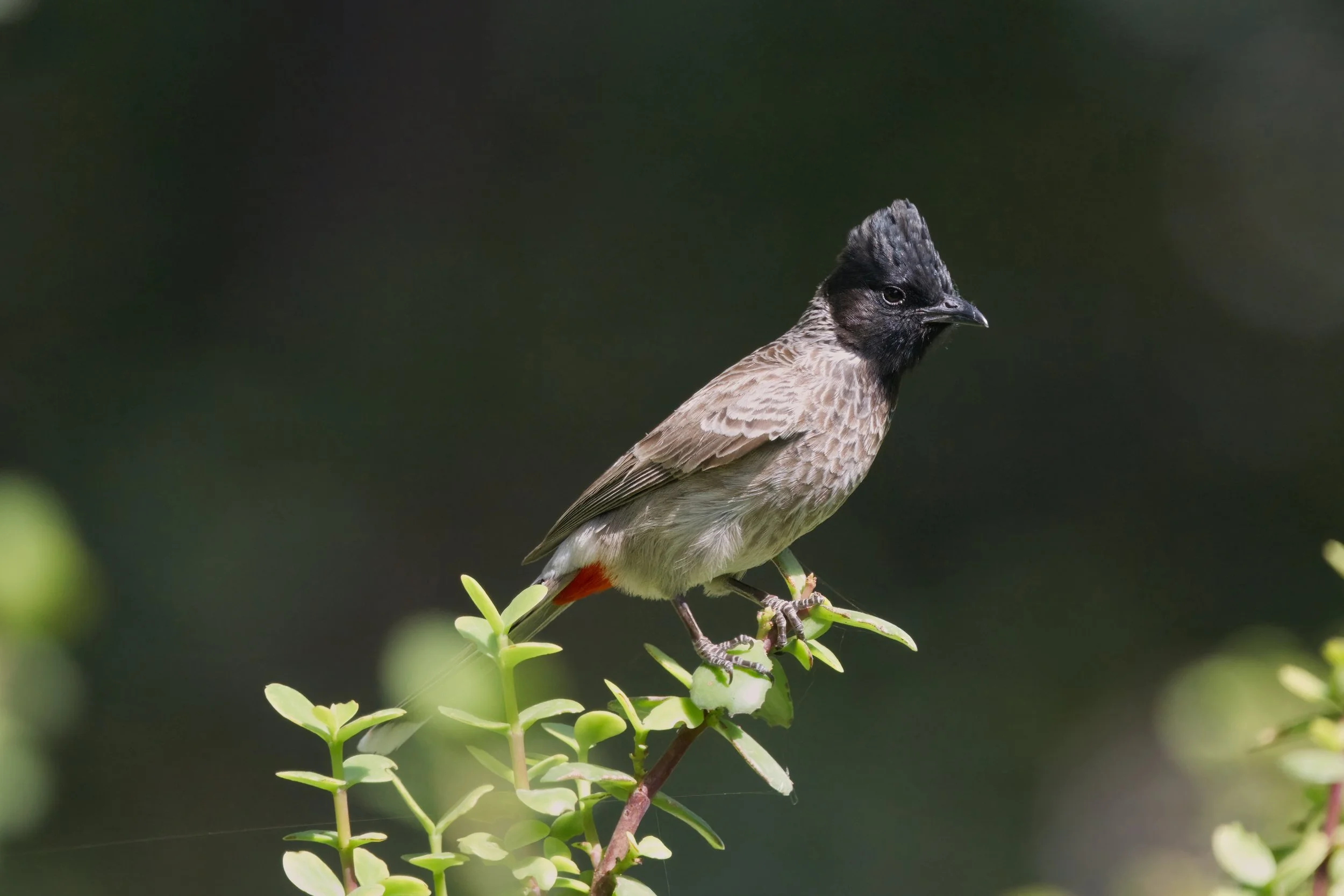 Red-vented Bulbul_Z097380.jpeg