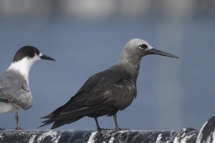 A Lesser Noddy