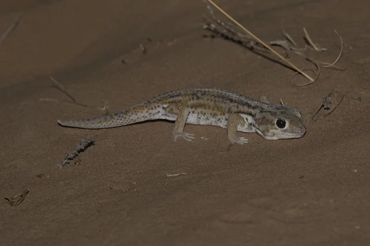 Keyserling's Wonder Gecko, UAE