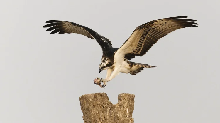 Osprey