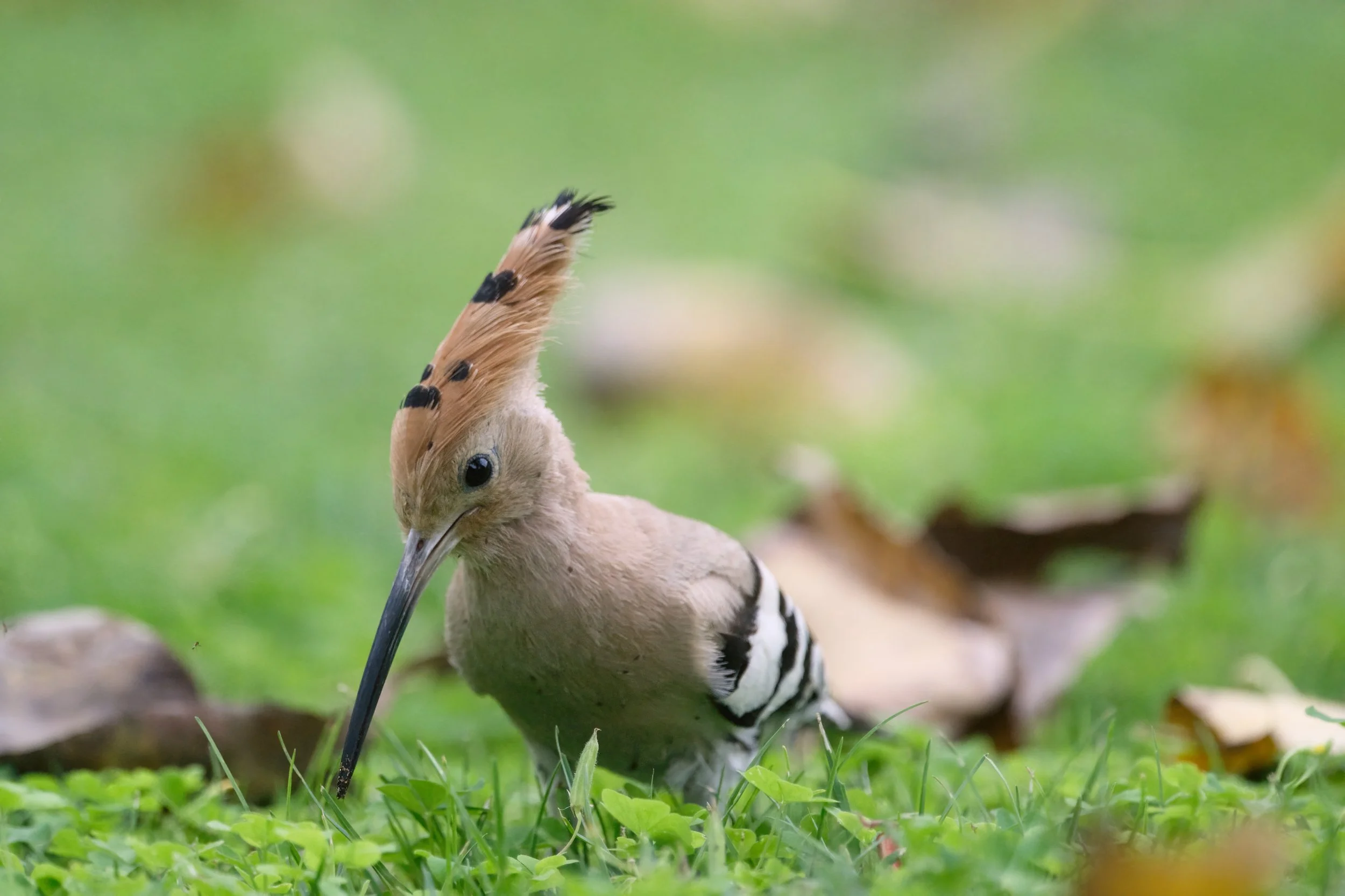 Eurasian Hoopoe (هدهد أوراسي)